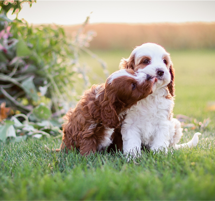 Cavapoo Puppies for sale, Cavapoo breeder, Cavapoo Puppy, Toy Cavapoo Puppies, Mini Cavapoo Puppies