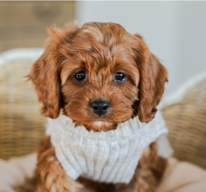 Cavapoo Puppies for sale, Cavapoo breeder, Cavapoo Puppy, Toy Cavapoo Puppies, Mini Cavapoo Puppies