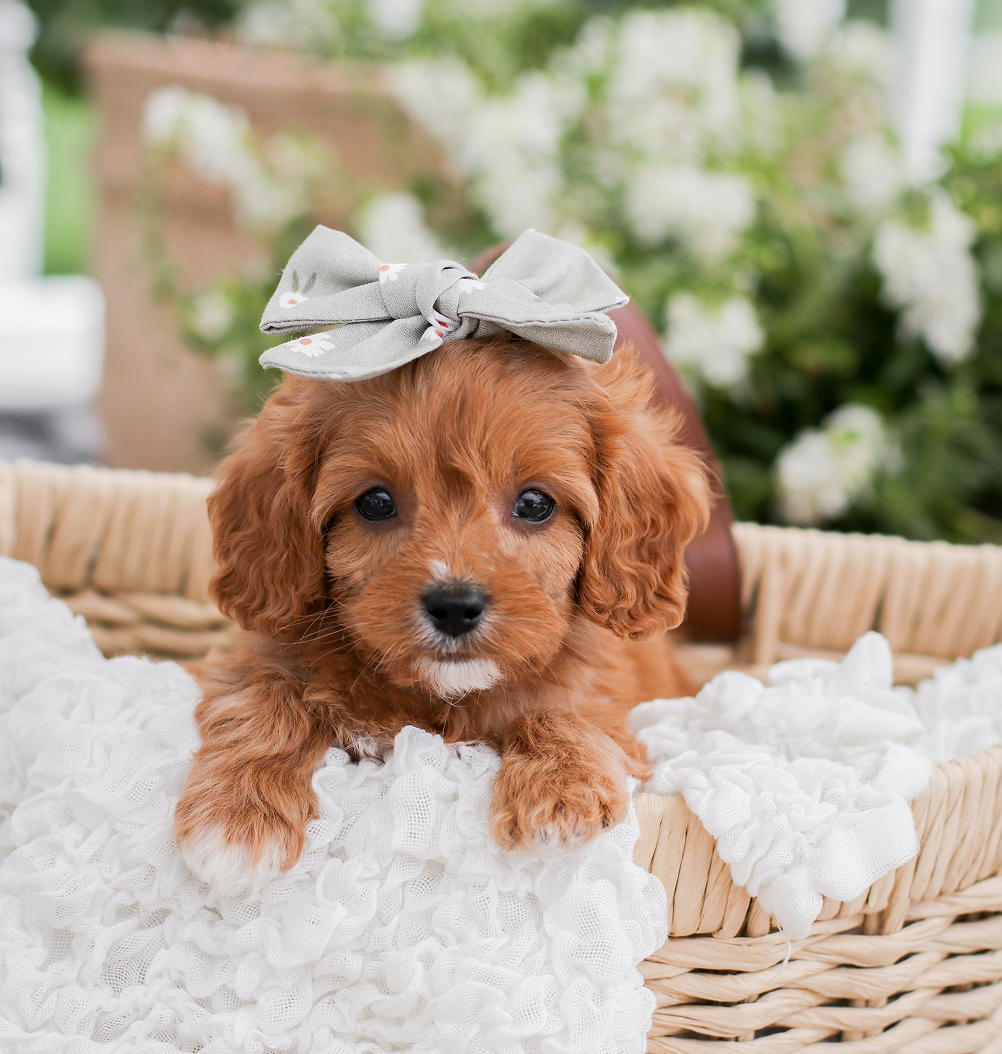 Cute cavapoo, Cavapoo Puppies for sale, Cavapoo breeder in the midwest