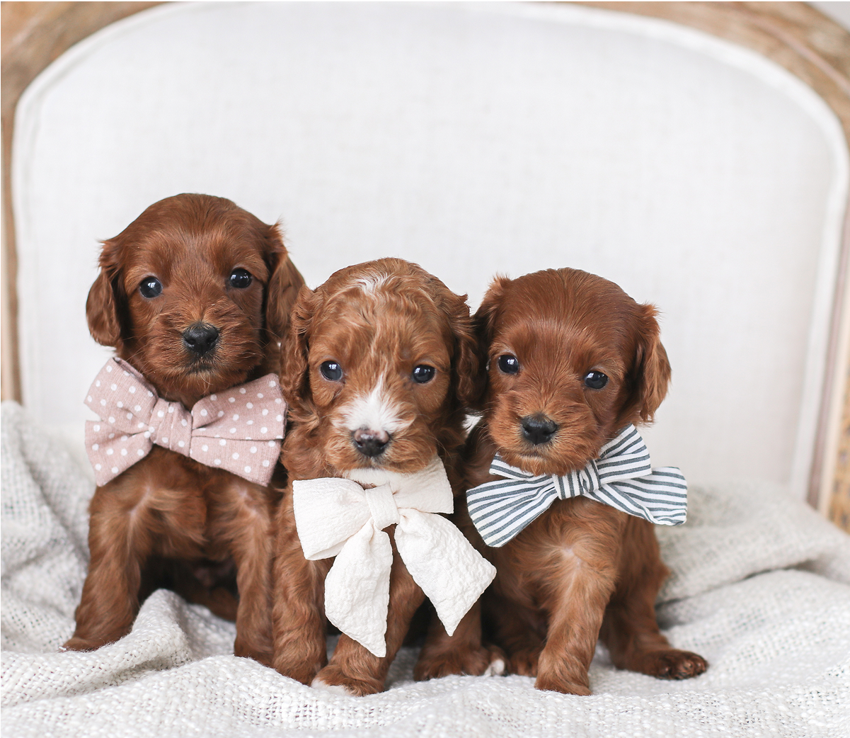 Available cavapoo puppy, cavapoo Puppies for sale, midwest cavapoo breeder