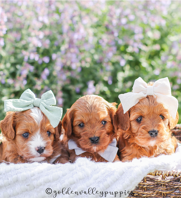 Cavapoo Puppies for sale, Cavapoo breeder, Cavapoo Puppy, Toy Cavapoo Puppies, Mini Cavapoo Puppies