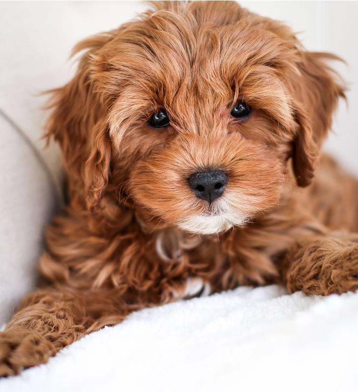 Cavapoo Puppies for sale, Cavapoo breeder, Cavapoo Puppy, Toy Cavapoo Puppies, Mini Cavapoo Puppies