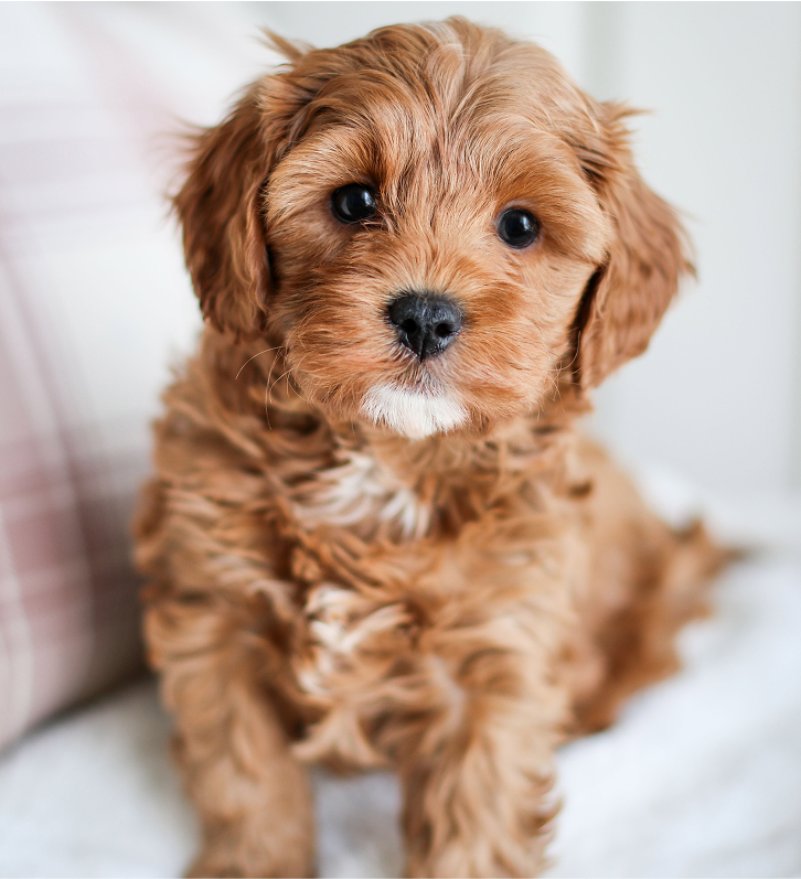 Cavapoo Puppies for sale, Cavapoo breeder, Cavapoo Puppy, Toy Cavapoo Puppies, Mini Cavapoo Puppies