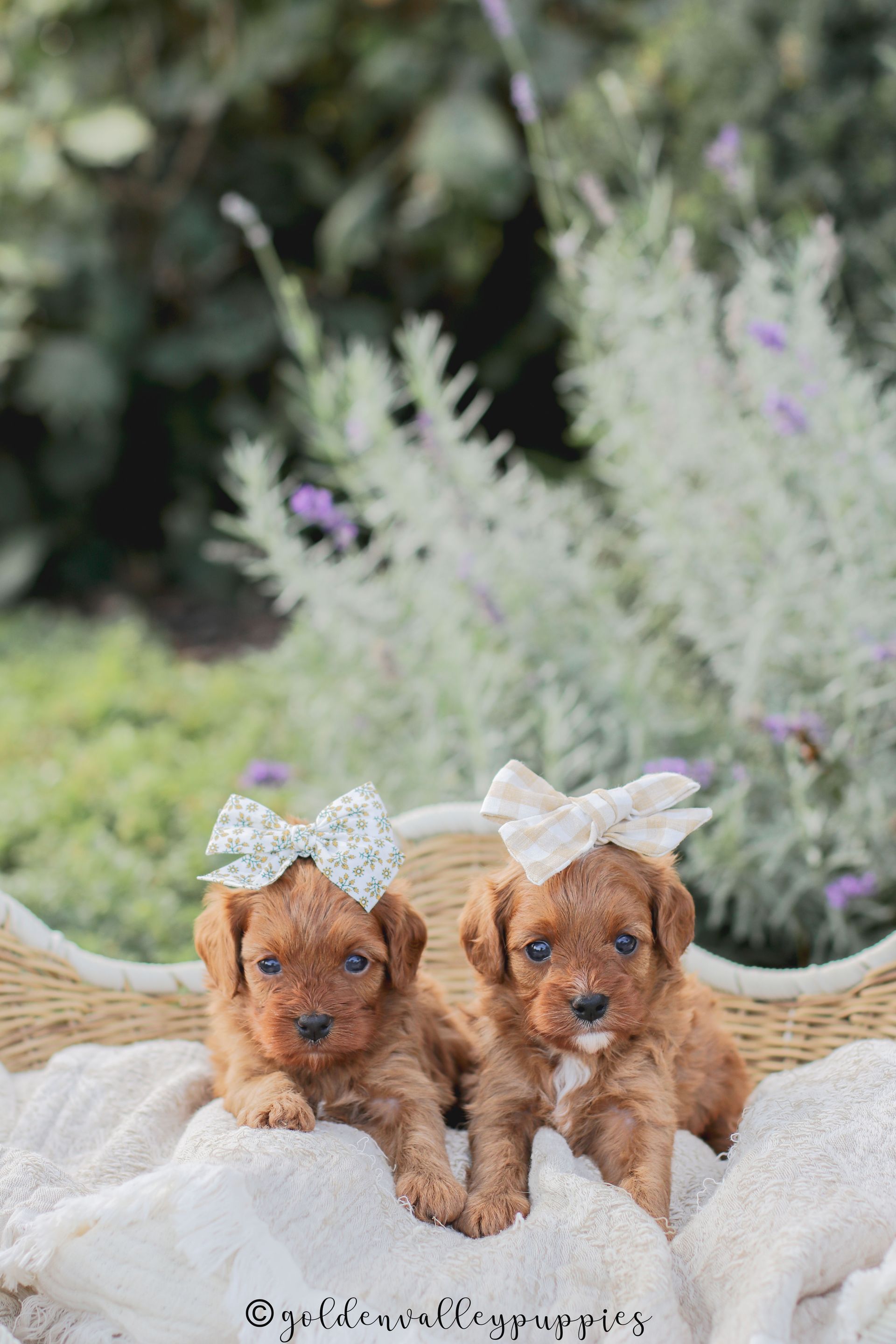 Toy Cavapoo Puppy, Cavapoo Puppy, Available Cavapoo Puppy, Cavapoo Puppy for sale, Cavapoo Puppy for sale near me