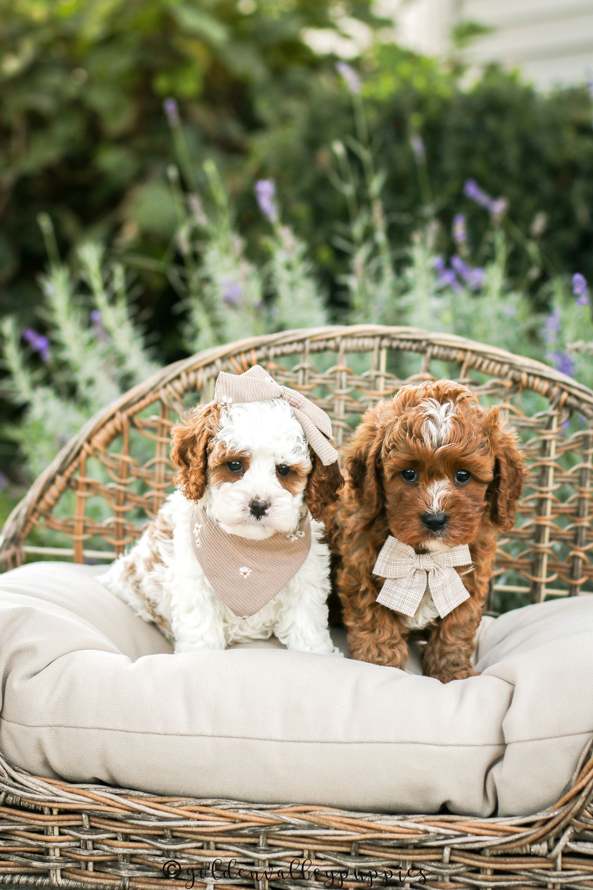 Available cavapoo puppy near me, Cavapoo breeder near me, Cavapoo Puppy for sale