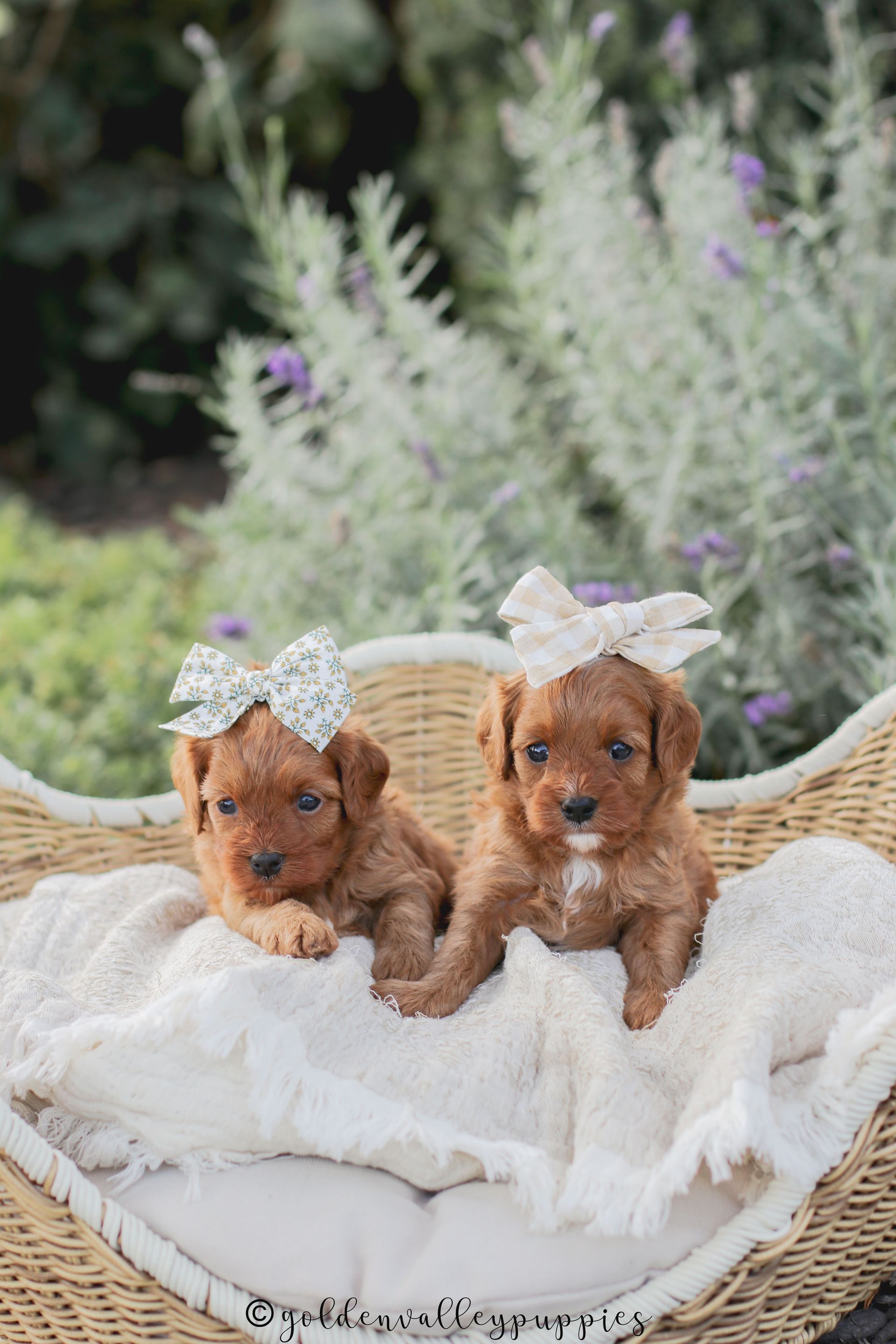 Toy Cavapoo Puppy, Cavapoo Puppy, Available Cavapoo Puppy, Cavapoo Puppy for sale, Cavapoo Puppy for sale near me