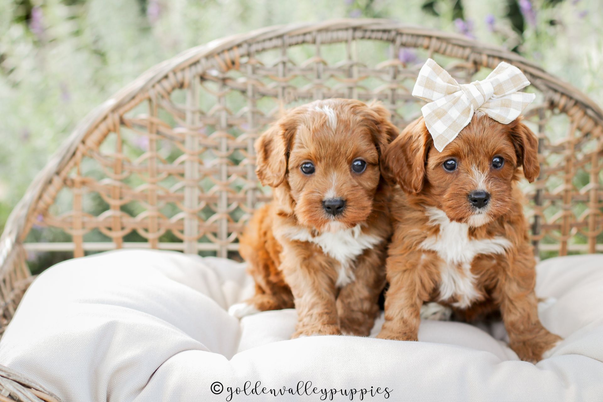 Toy Cavapoo Puppy, Cavapoo Puppy, Available Cavapoo Puppy, Cavapoo Puppy for sale, Cavapoo Puppy for sale near me