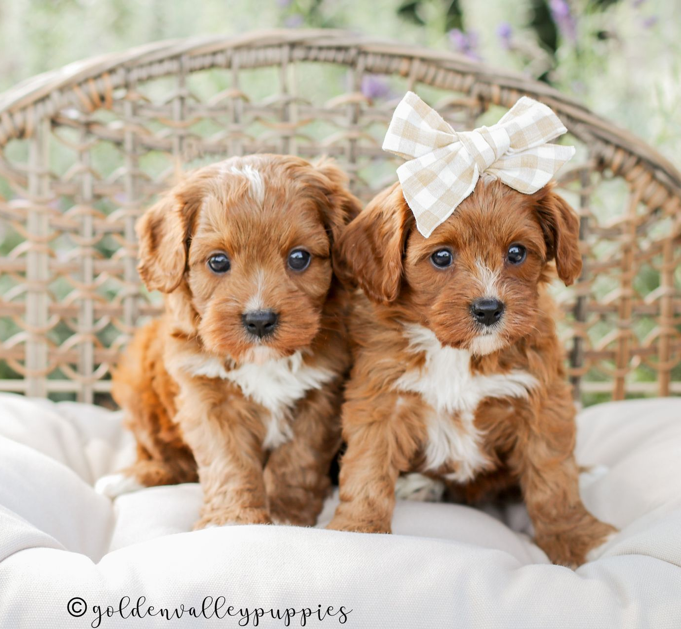 Cavapoo puppies available near me, cavapoo puppies for sale, cavapoo litter in a puppy bed