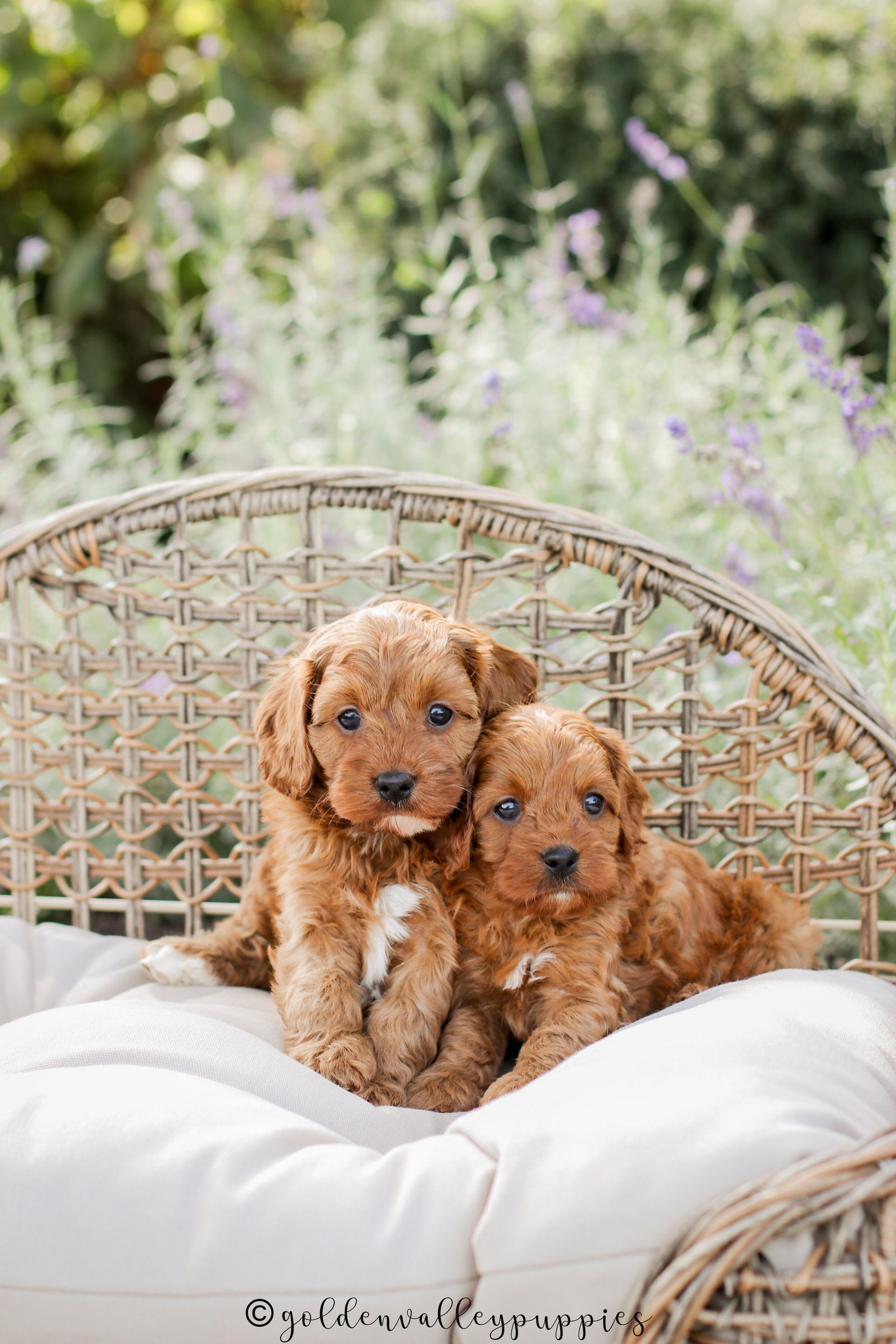 Toy Cavapoo Puppy, Cavapoo Puppy, Available Cavapoo Puppy, Cavapoo Puppy for sale, Cavapoo Puppy for sale near me