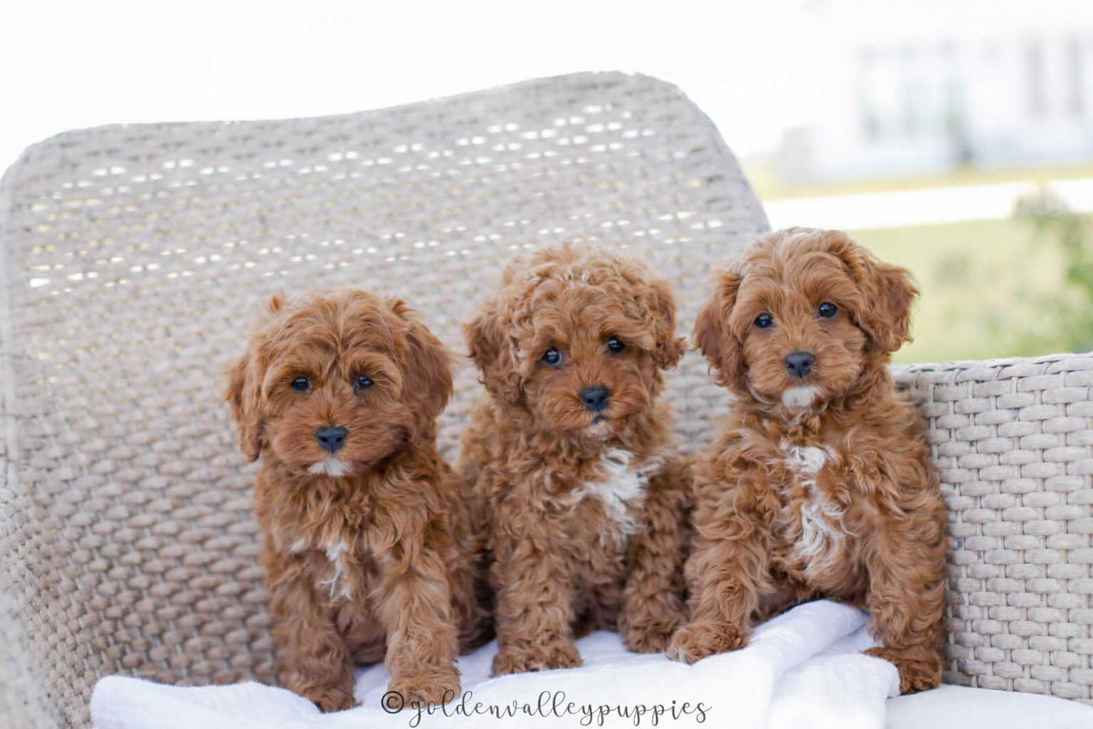 Cavapoo Puppies, Cavapoo Puppies for sale, cavapoo, Cavapoo Breeder near me