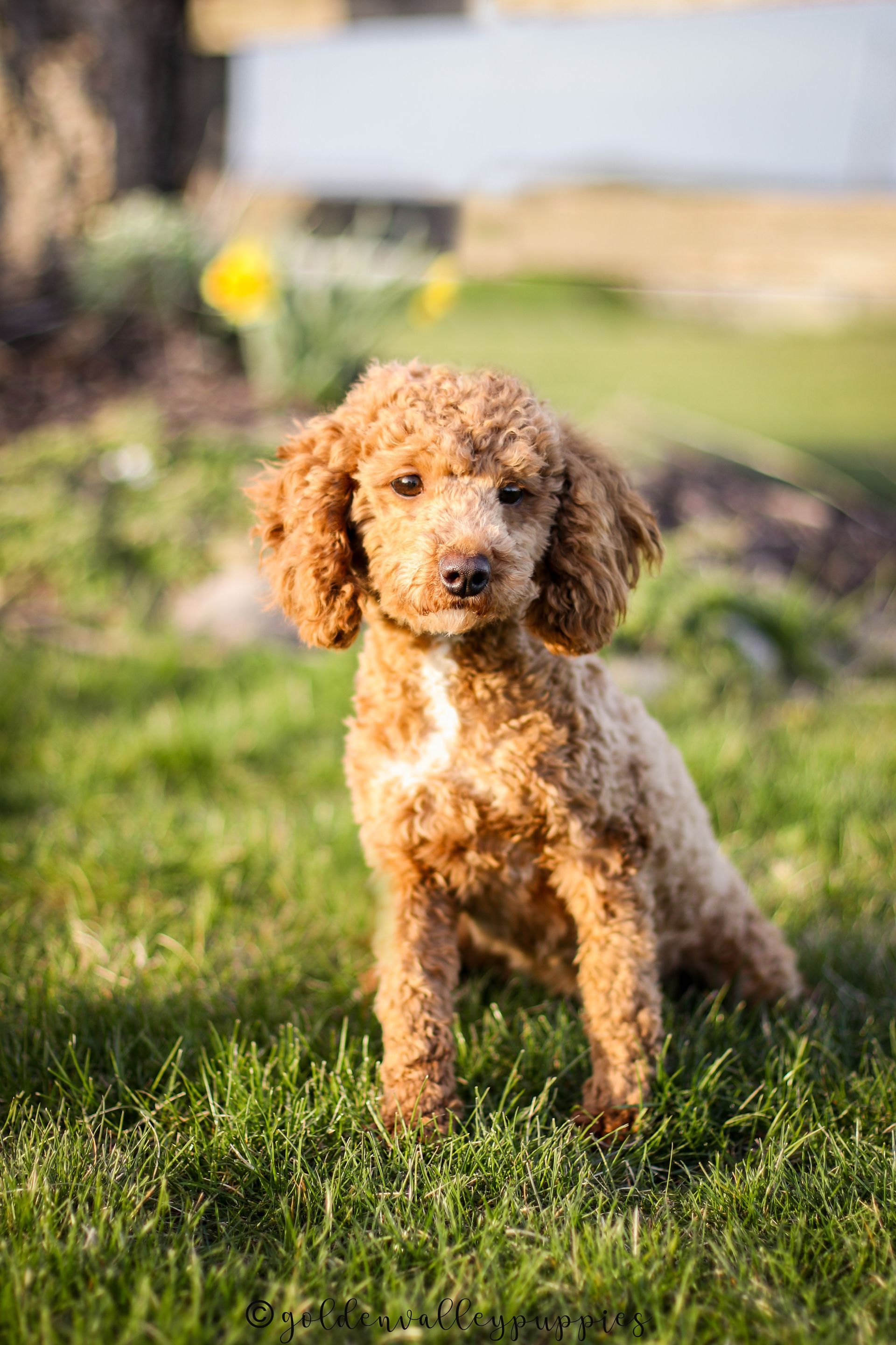 Cavapoo Puppies, Cavapoo Puppy, Cavapoo Puppies for sale, Cavapoo Breeder, Puppies for sale, Cavapoo for sale near me