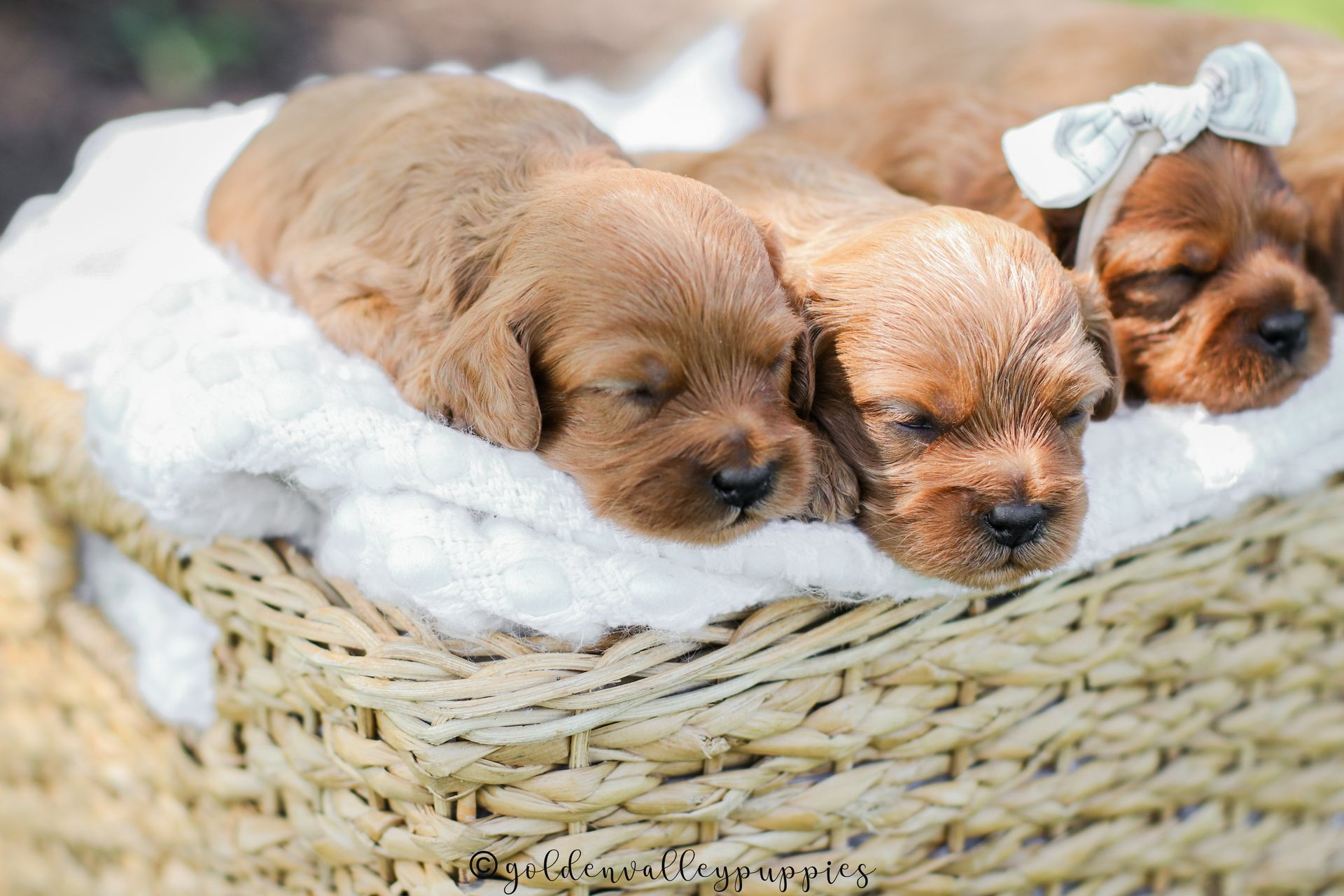 Three sleeping brown cavapoo puppies nestled together in a wicker basket with a white blanket