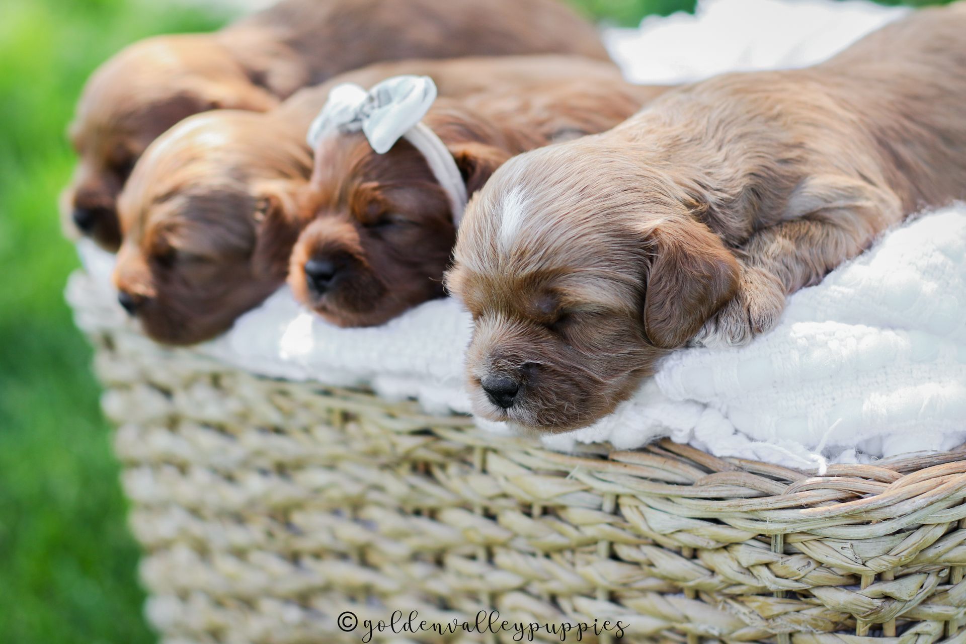 Three sleeping brown cavapoo puppies curled in a woven basket with a white blanket
