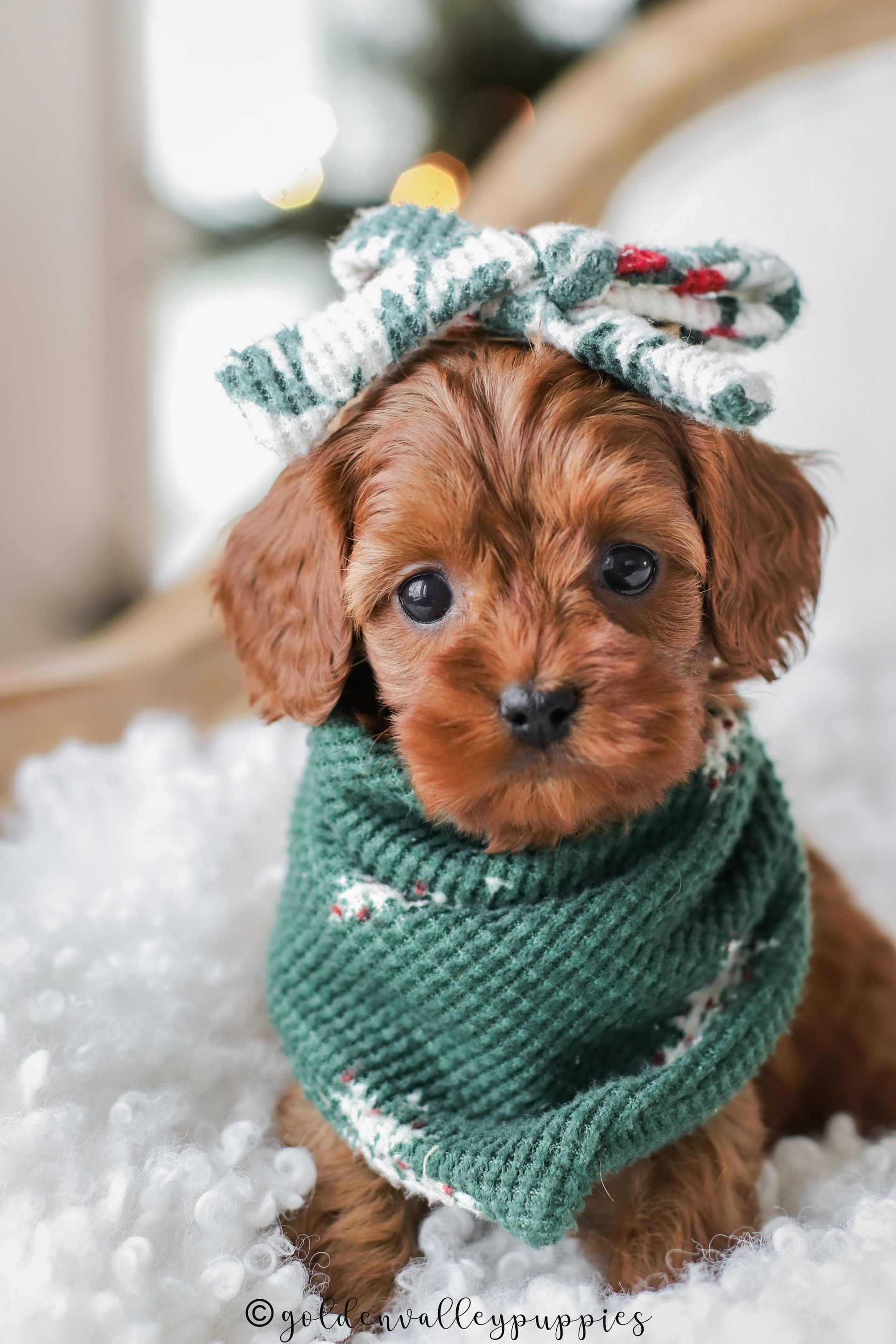 Small brown cavapoo puppy in a green sweater and bow, sitting on a white fluffy blanket