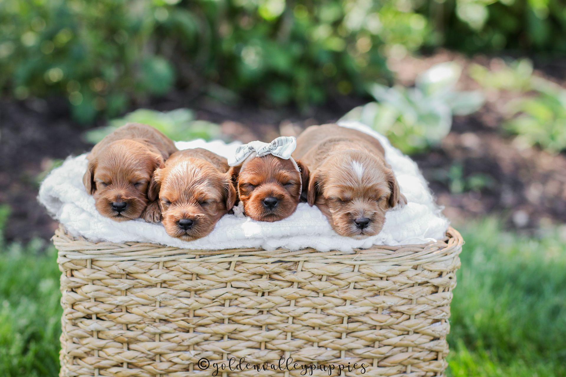 Four sleeping cavapoo puppies nestled in a wicker basket outdoors