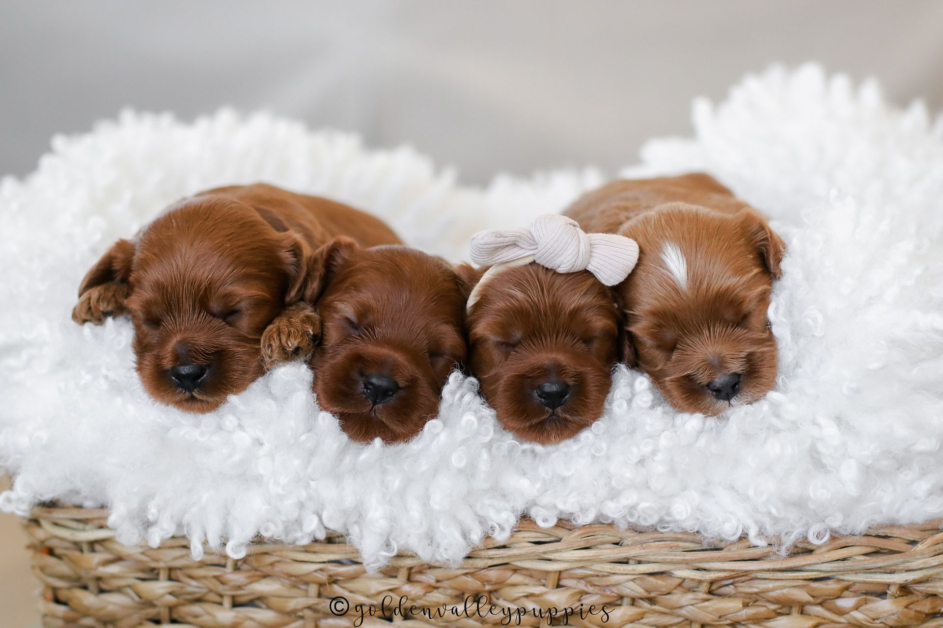 Cavapoo Puppies, Cavapoo Puppy, Cavadoodle, Doodle Puppy, Puppies for sale, Cavapoo breeder, Cavapoo breeder near me, Cavapoo, Puppy, Red cavapoo, Cute Puppy, Cavapoo Puppies for sale
