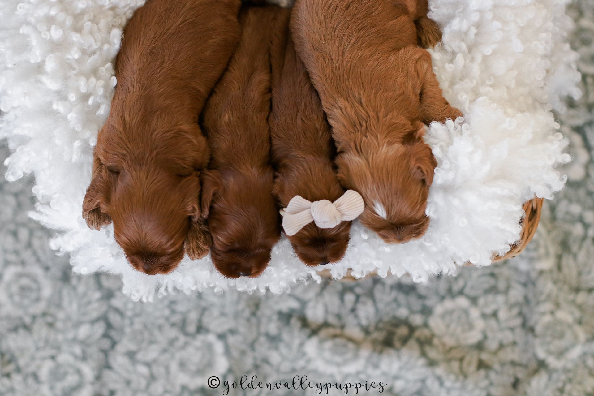 Cavapoo Puppies, Cavapoo Puppy, Cavadoodle, Doodle Puppy, Puppies for sale, Cavapoo breeder, Cavapoo breeder near me, Cavapoo, Puppy, Red cavapoo, Cute Puppy, Cavapoo Puppies for sale