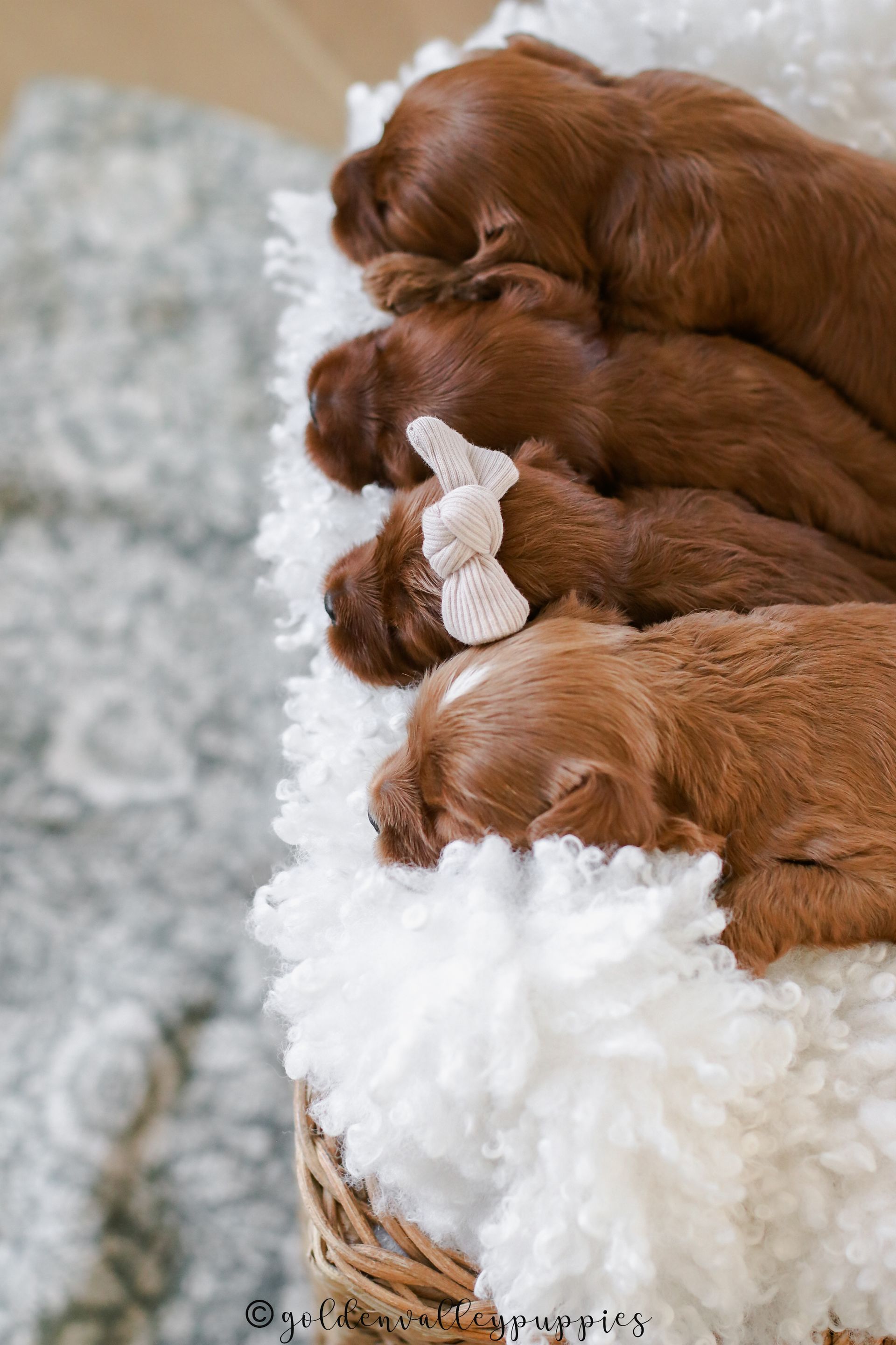 Cavapoo Puppies, Cavapoo Puppy, Cavadoodle, Doodle Puppy, Puppies for sale, Cavapoo breeder, Cavapoo breeder near me, Cavapoo, Puppy, Red cavapoo, Cute Puppy, Cavapoo Puppies for sale