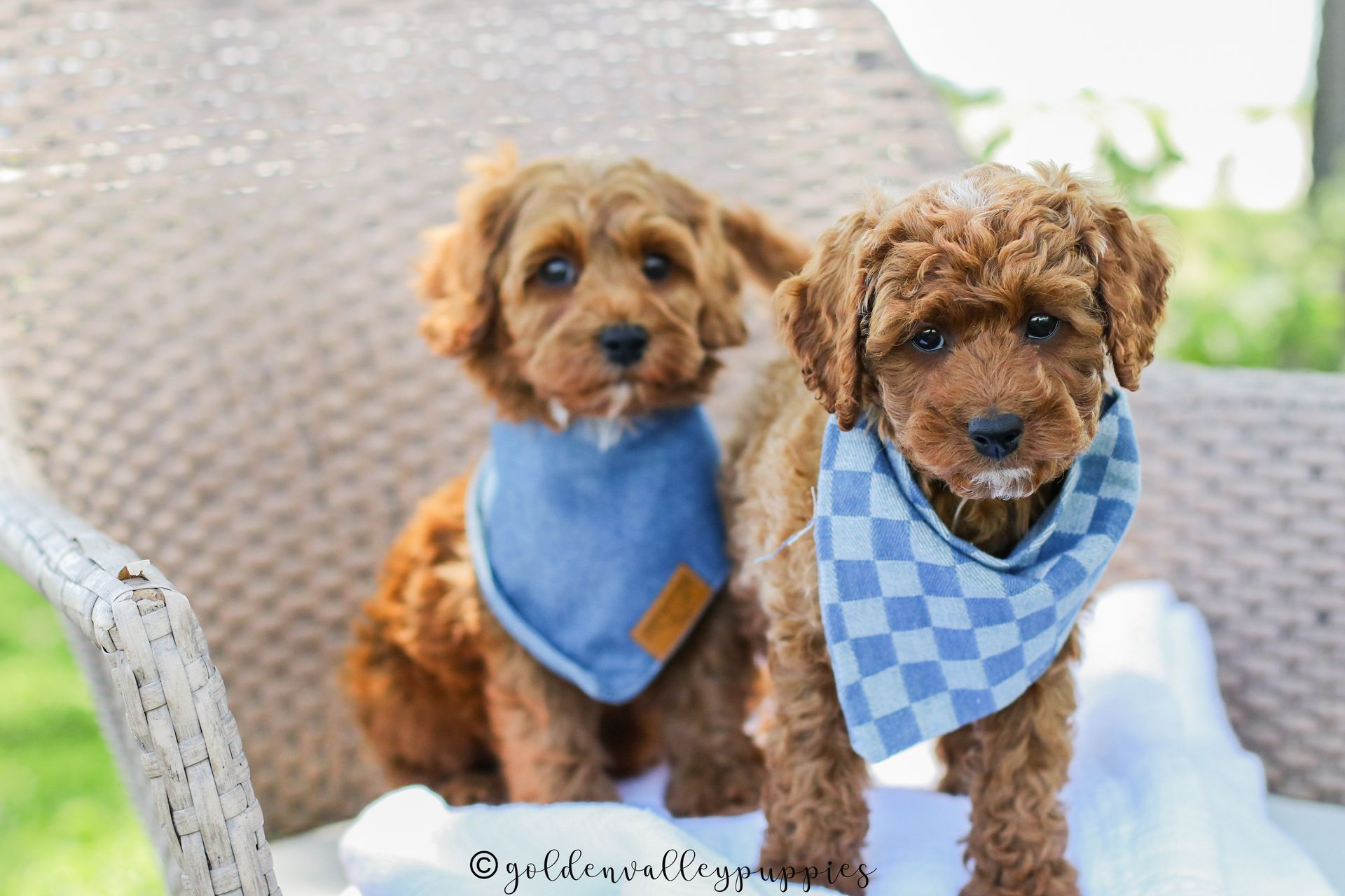 Cavapoo Puppies, Cavapoo Puppies for sale, cavapoo, Cavapoo Breeder near me