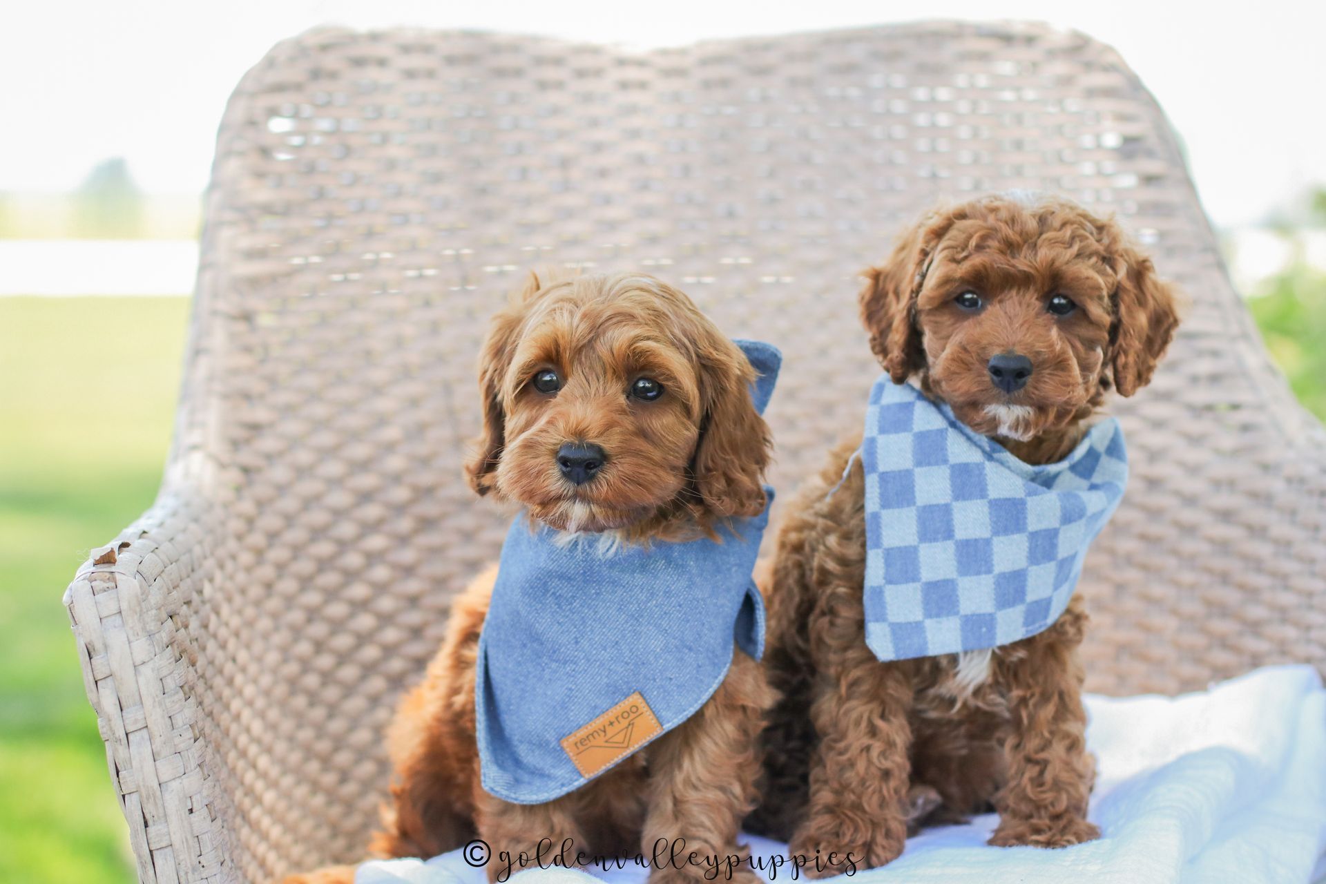 Cavapoo Puppies, Cavapoo Puppies for sale, cavapoo, Cavapoo Breeder near me