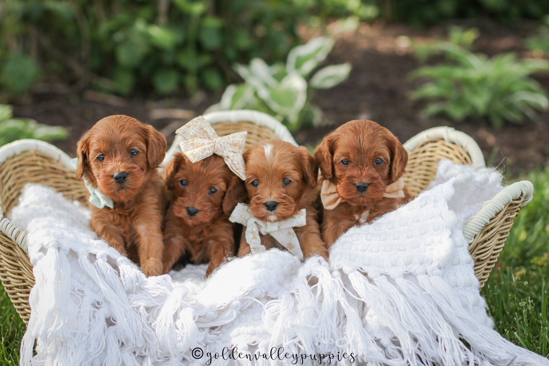 Cavapoo Puppies, Cavapoo Puppy, Cavadoodle, Doodle Puppy, Puppies for sale, Cavapoo breeder, Cavapoo breeder near me, Cavapoo, Puppy, Red cavapoo, Cute Puppy, Cavapoo Puppies for sale