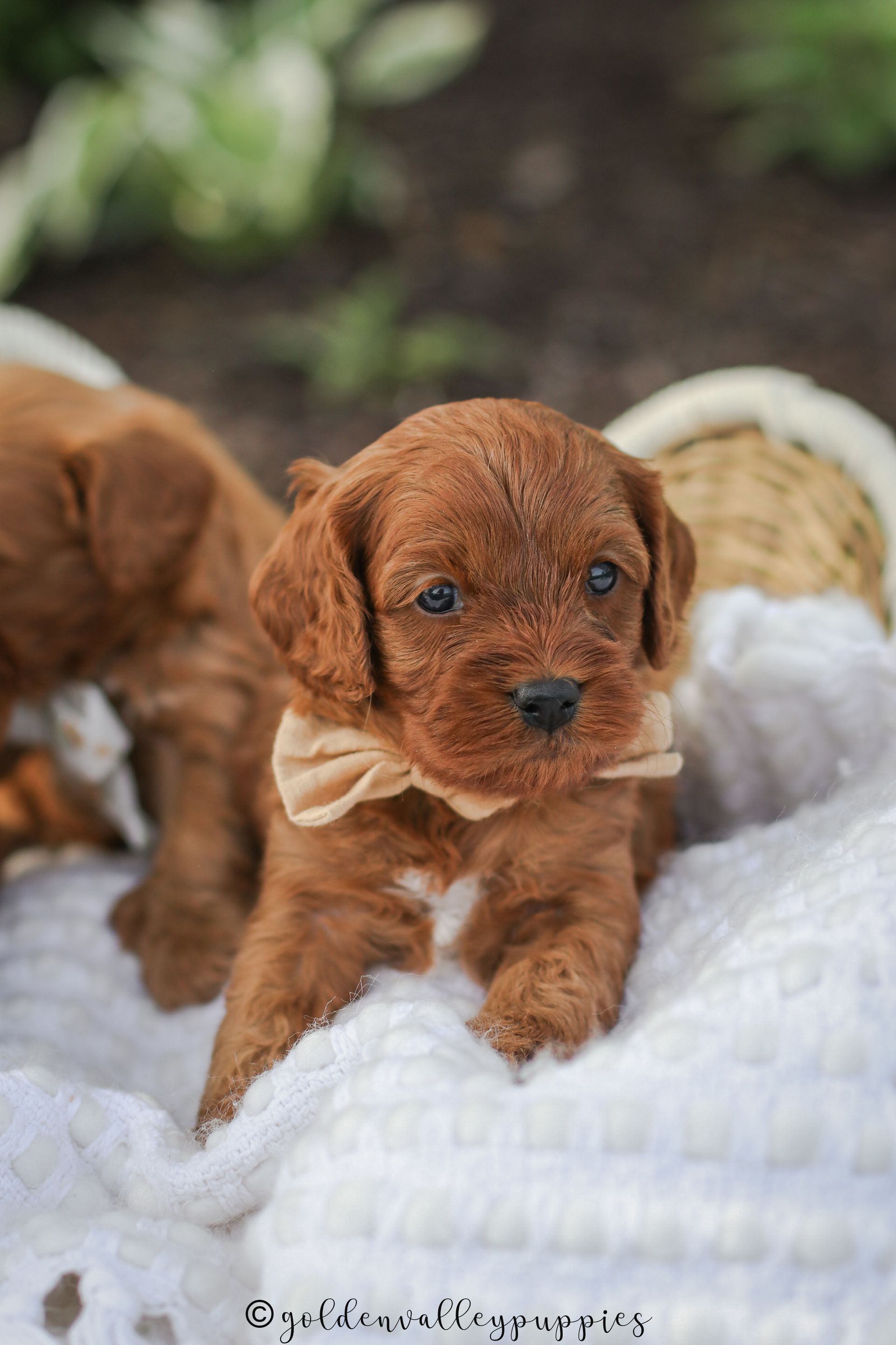 Cavapoo Puppies, Cavapoo Puppy, Cavadoodle, Doodle Puppy, Puppies for sale, Cavapoo breeder, Cavapoo breeder near me, Cavapoo, Puppy, Red cavapoo, Cute Puppy, Cavapoo Puppies for sale