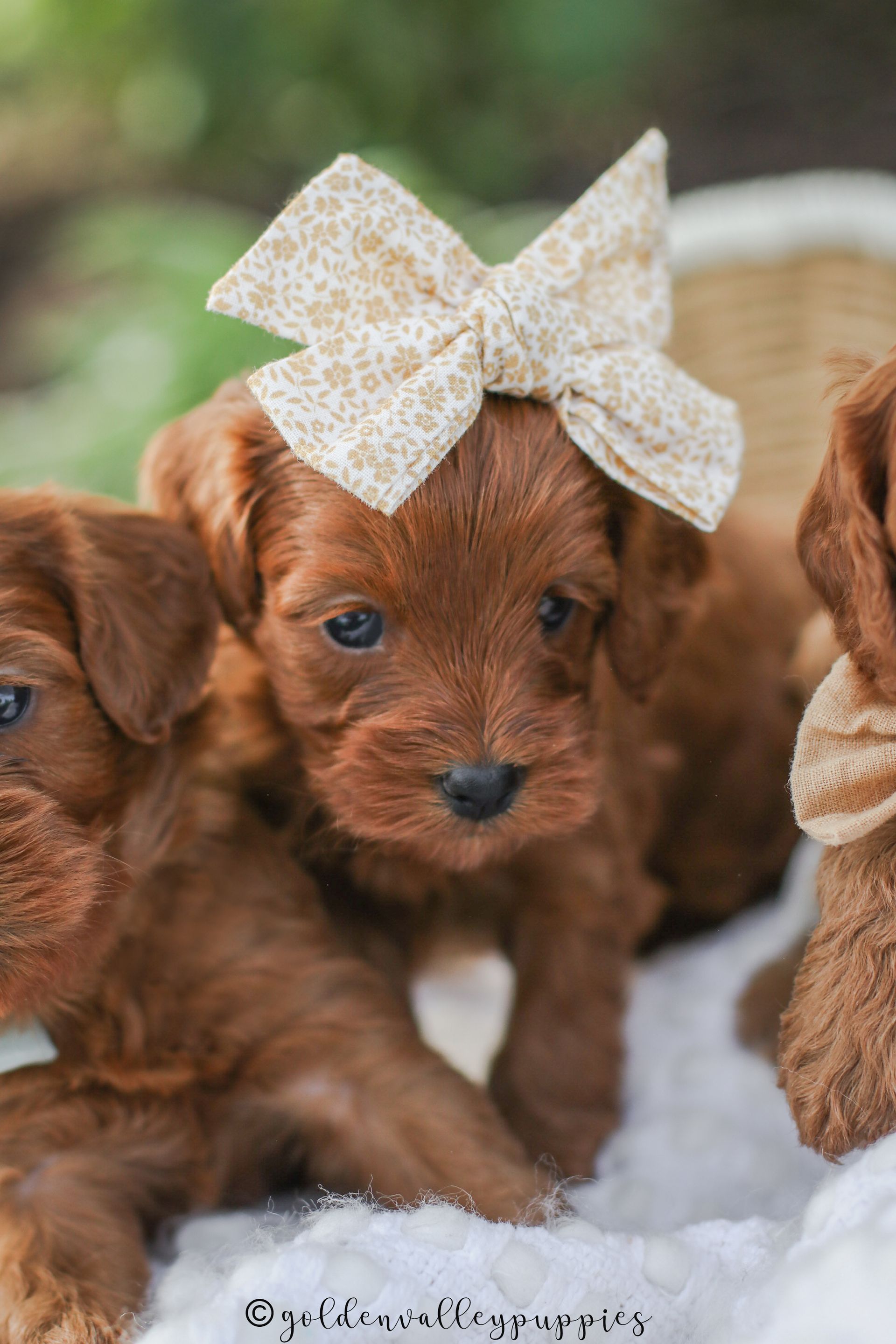Cavapoo Puppies, Cavapoo Puppy, Cavadoodle, Doodle Puppy, Puppies for sale, Cavapoo breeder, Cavapoo breeder near me, Cavapoo, Puppy, Red cavapoo, Cute Puppy, Cavapoo Puppies for sale