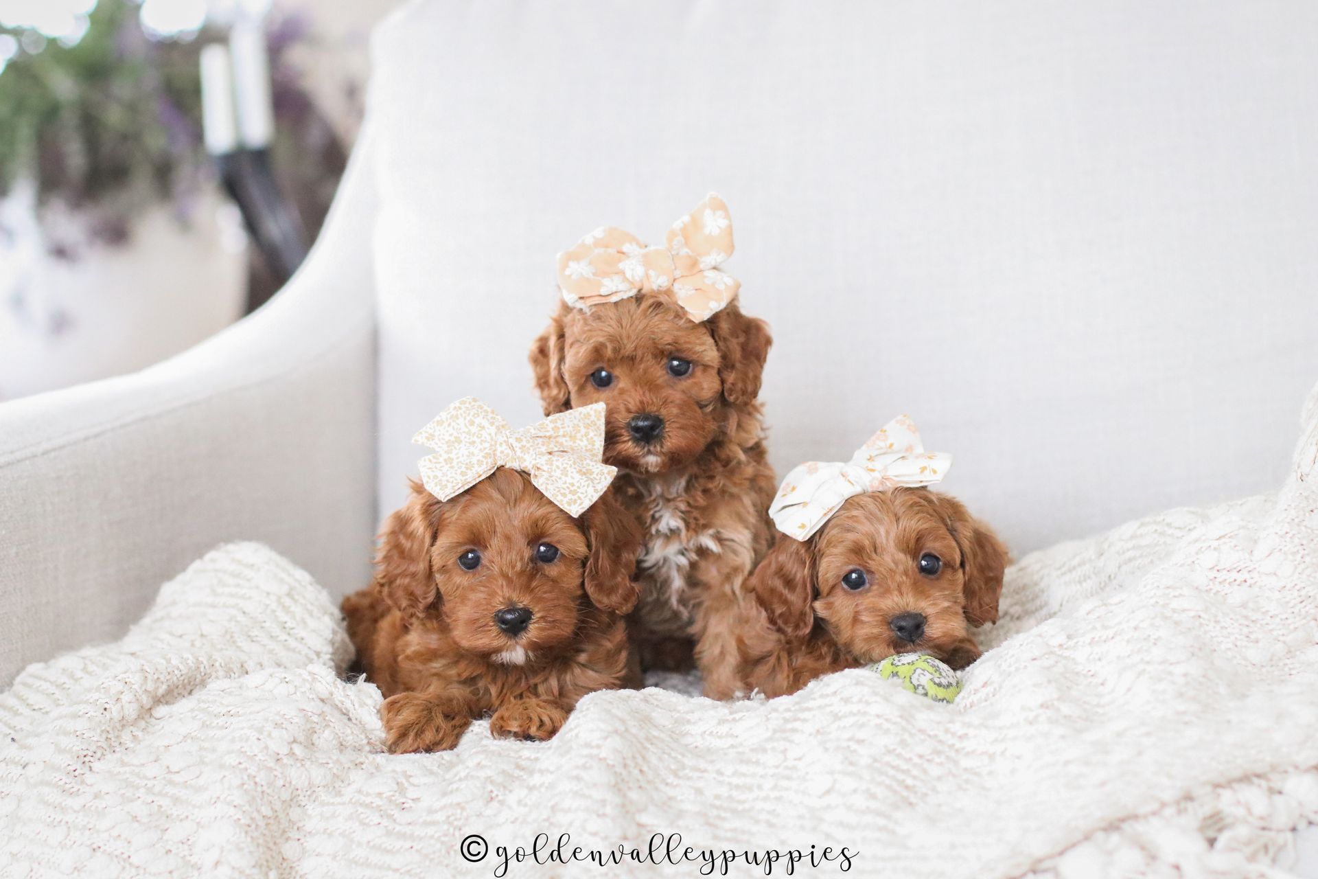 Cavapoo, Cavapoo Puppies for sale, Cavapoo puppy, Cavapoo Breeder, Cavapoo breeder near me, Cavapoo Breeder, Cavapoo Puppies