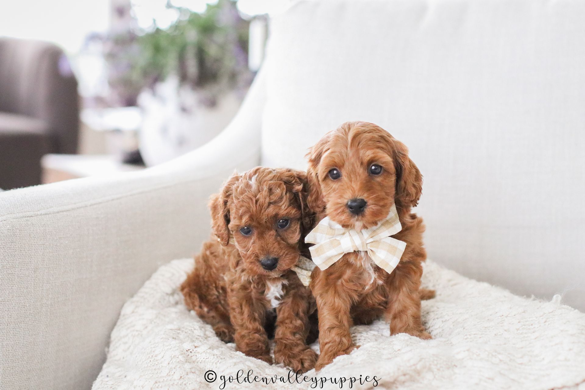 Cavapoo, Cavapoo Puppies for sale, Cavapoo puppy, Cavadoodle, Doodle, Puppy for sale, Puppies for sale, Cavapoo Adoption