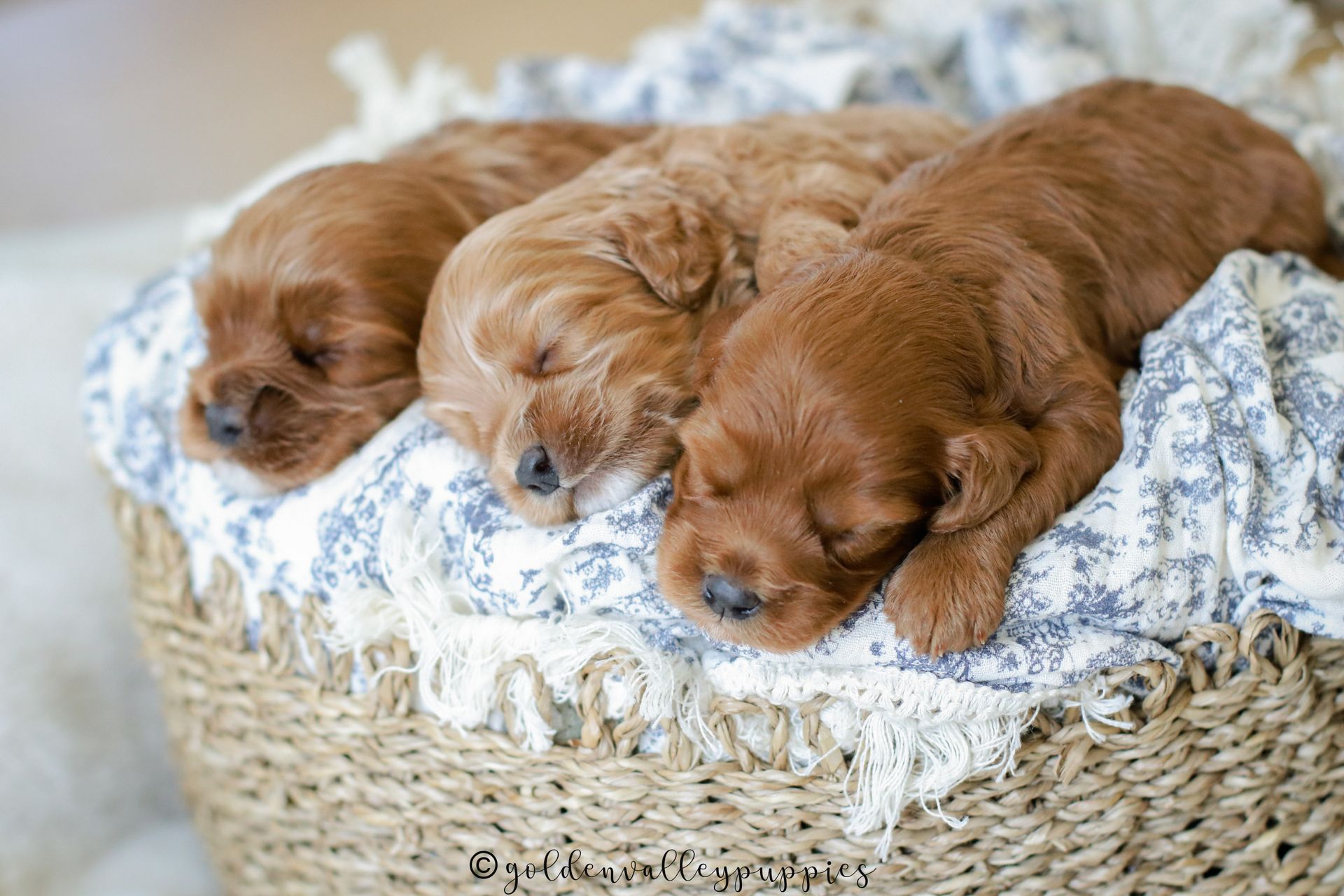 Cavapoo Puppies for sale, Cavapoo Breeder, Cavalier king Charles spaniel, Cavapoo, Cavapoo Puppy