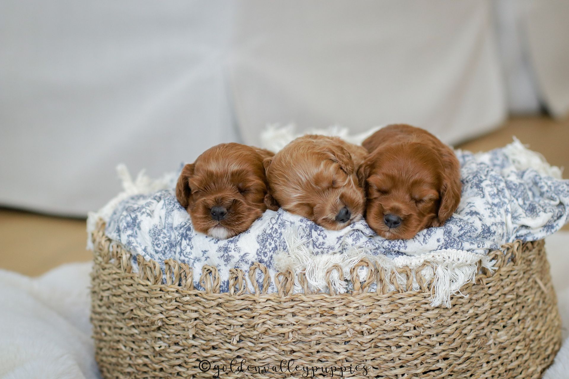 Cavapoo Puppies for sale, Cavapoo Breeder, Cavalier king Charles spaniel, Cavapoo, Cavapoo Puppy