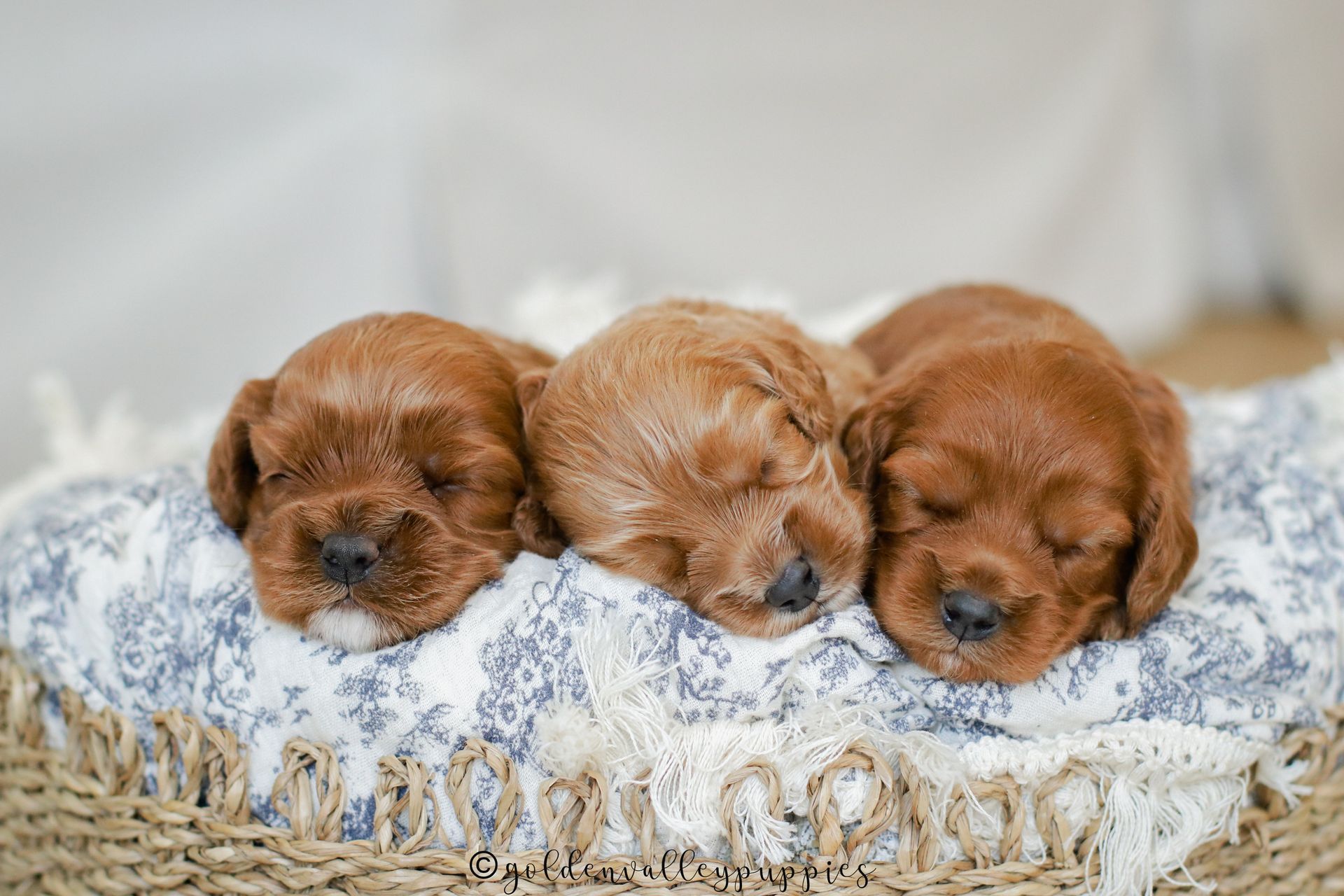Cavapoo Puppies for sale, Cavapoo Breeder, Cavalier king Charles spaniel, Cavapoo, Cavapoo Puppy