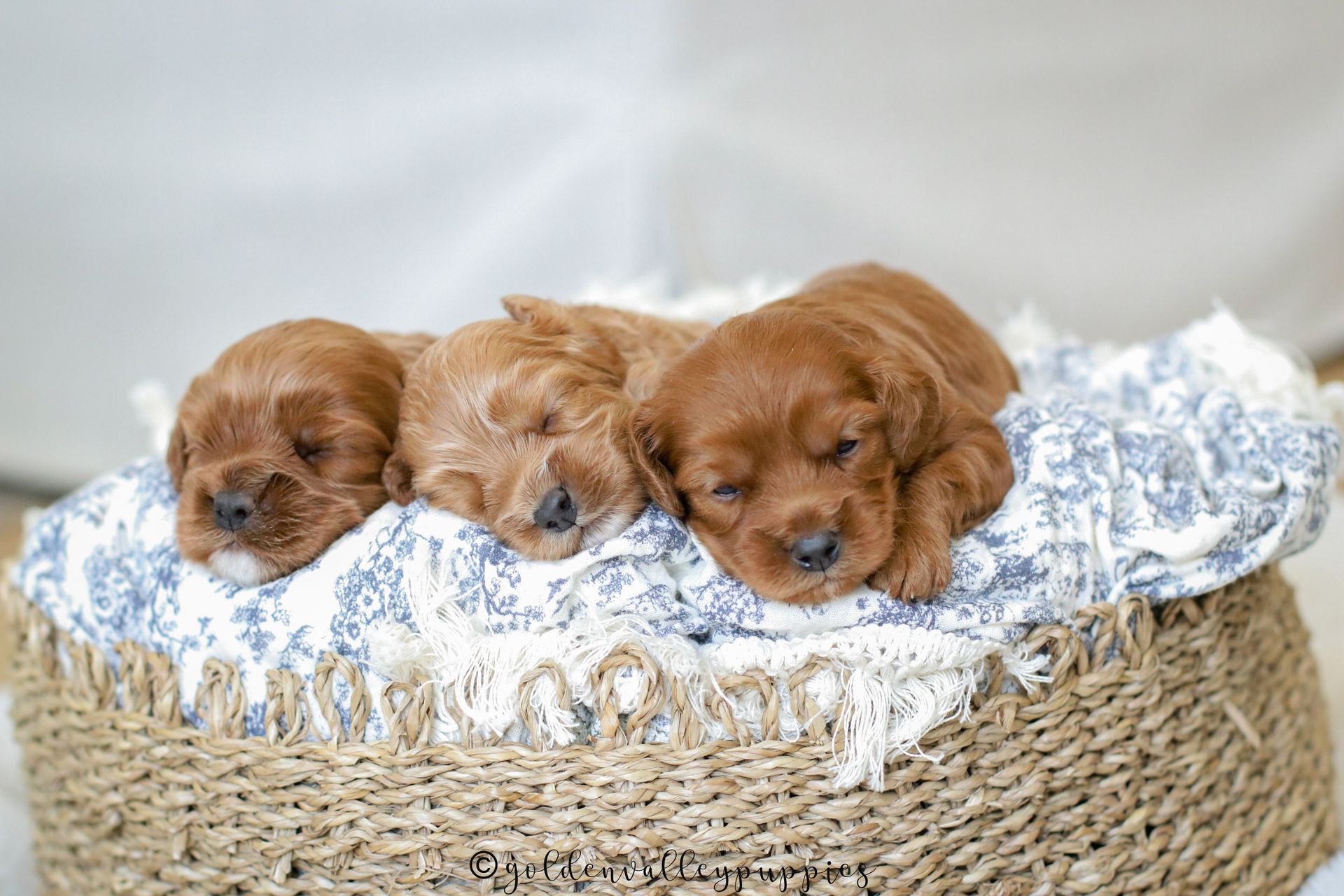 Cavapoo Puppies for sale, Cavapoo Breeder, Cavalier king Charles spaniel, Cavapoo, Cavapoo Puppy