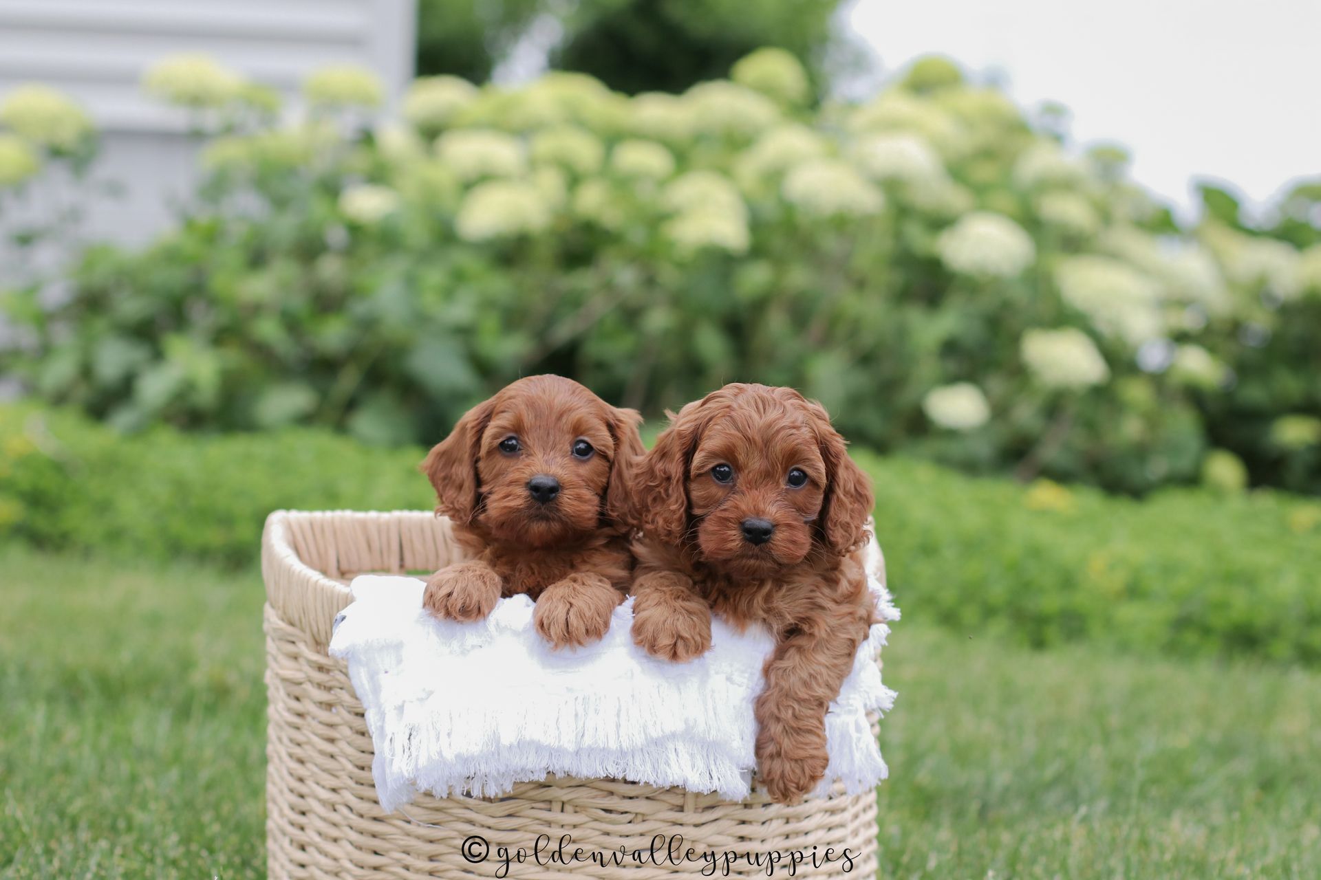 Cavapoo Puppies, Cavapoo Puppies for sale, cavapoo, Cavapoo Breeder near me