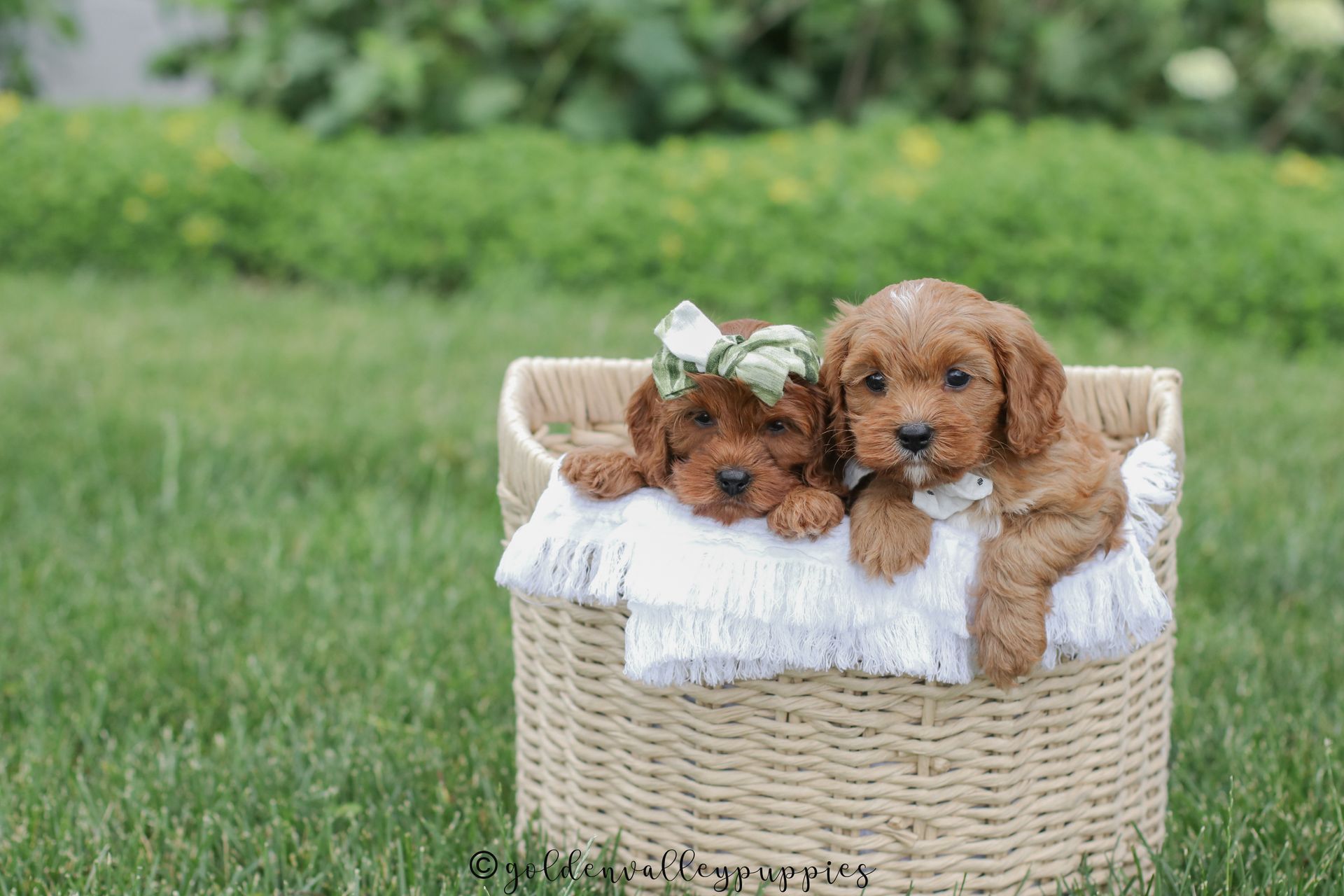 Cavapoo Puppies, Cavapoo Puppies for sale, cavapoo, Cavapoo Breeder near me