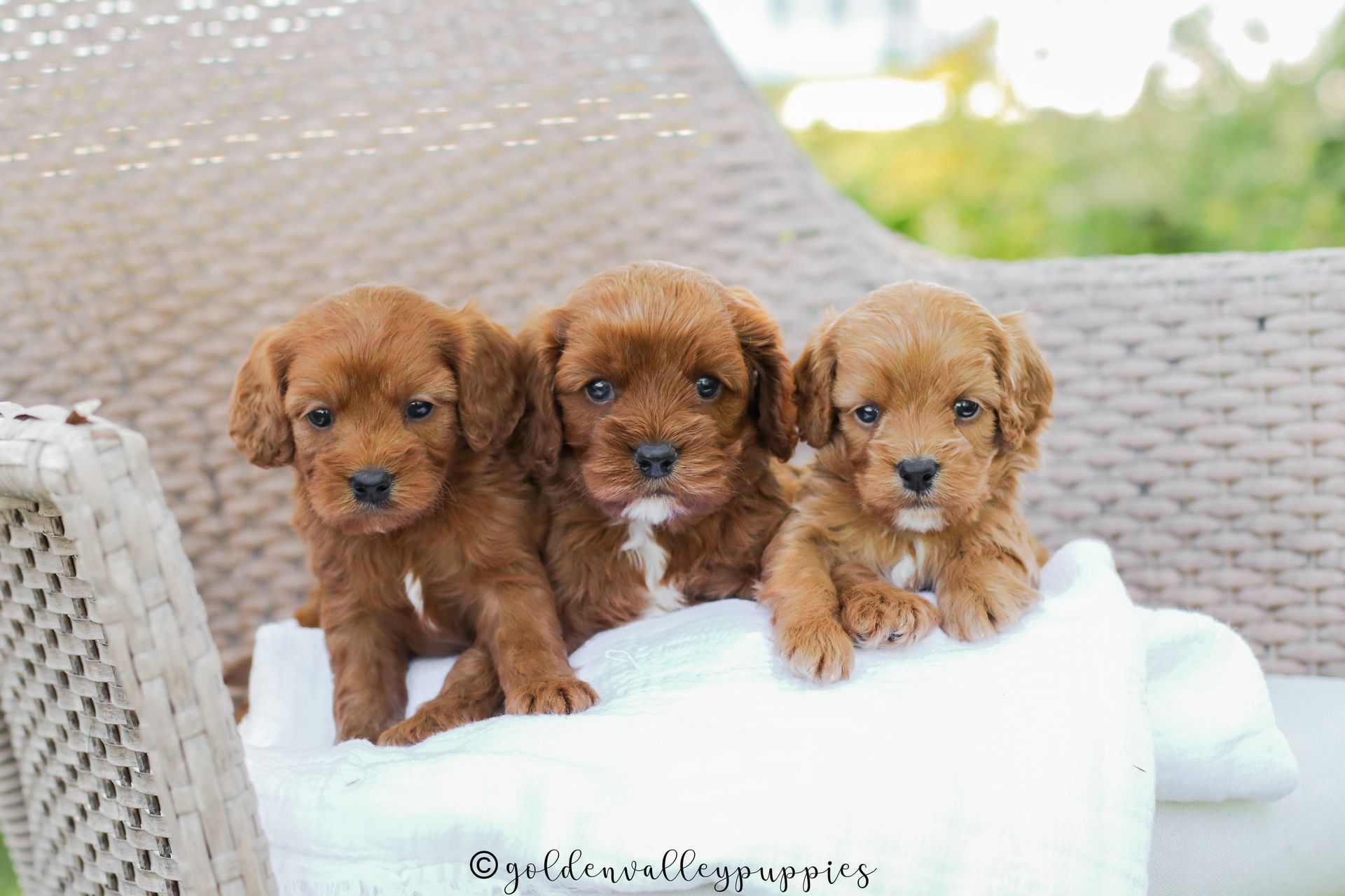 Cavapoo, Cavapoo Puppies for sale, Cavapoo puppy, Cavapoo Breeder, Cavapoo breeder near me, Cavapoo Breeder, Cavapoo Puppies