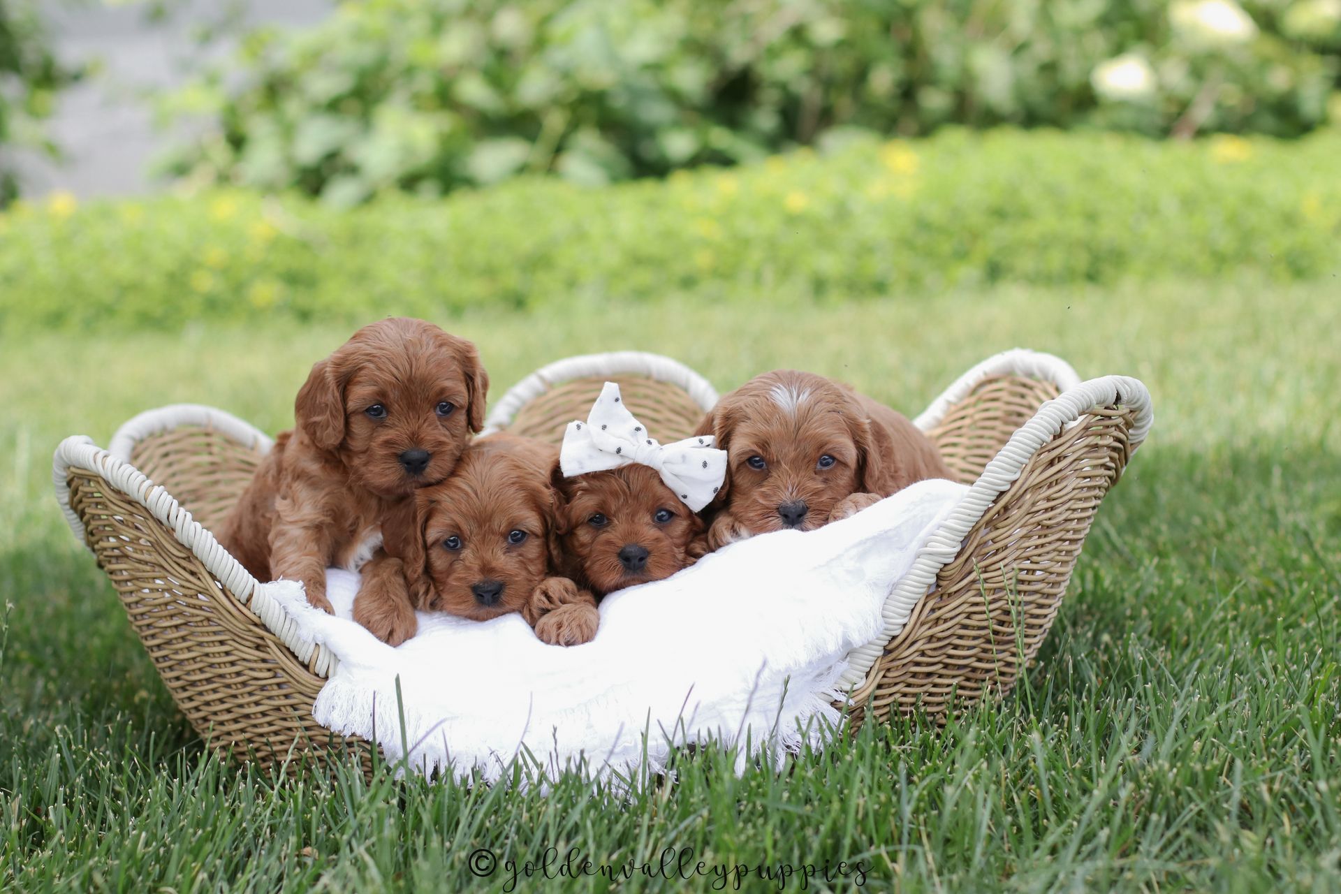 Cavapoo Puppies, Cavapoo Puppies for sale, cavapoo, Cavapoo Breeder near me