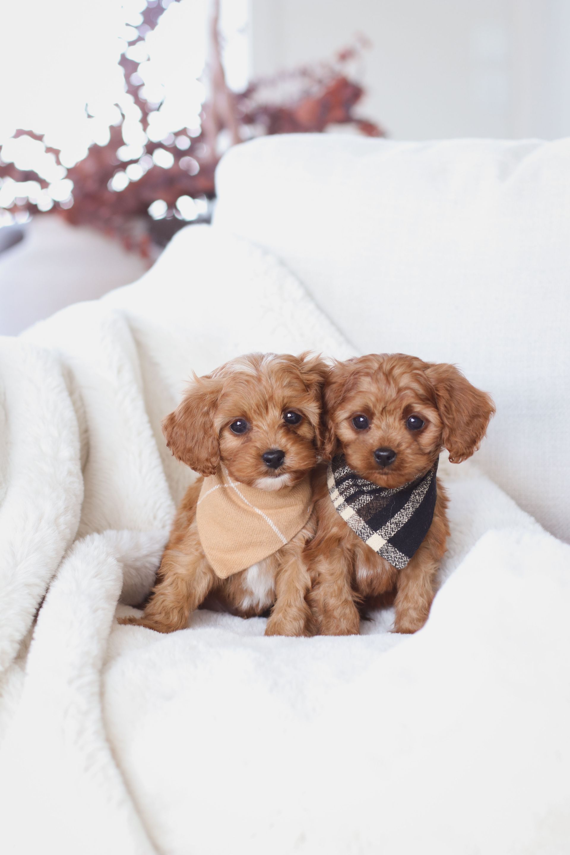 Cavapoo Breeder, cavapoo puppy, red cavapo puppy, puppies for sale