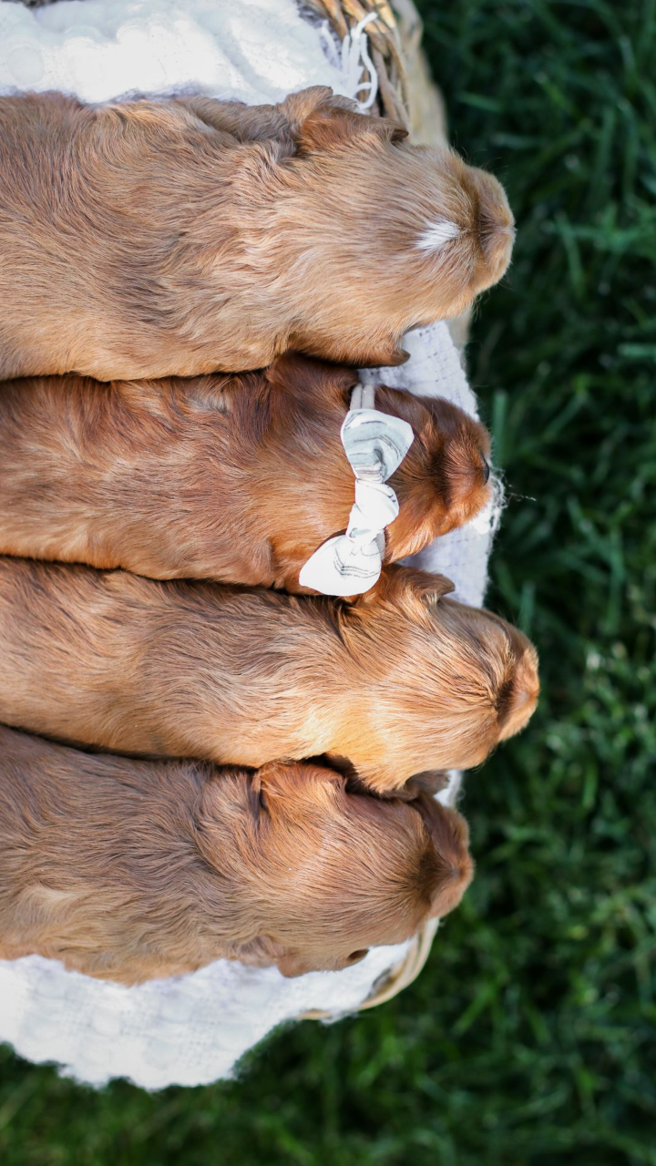 Three cavapoo brown goats resting together on grass, seen in a close-up side view.