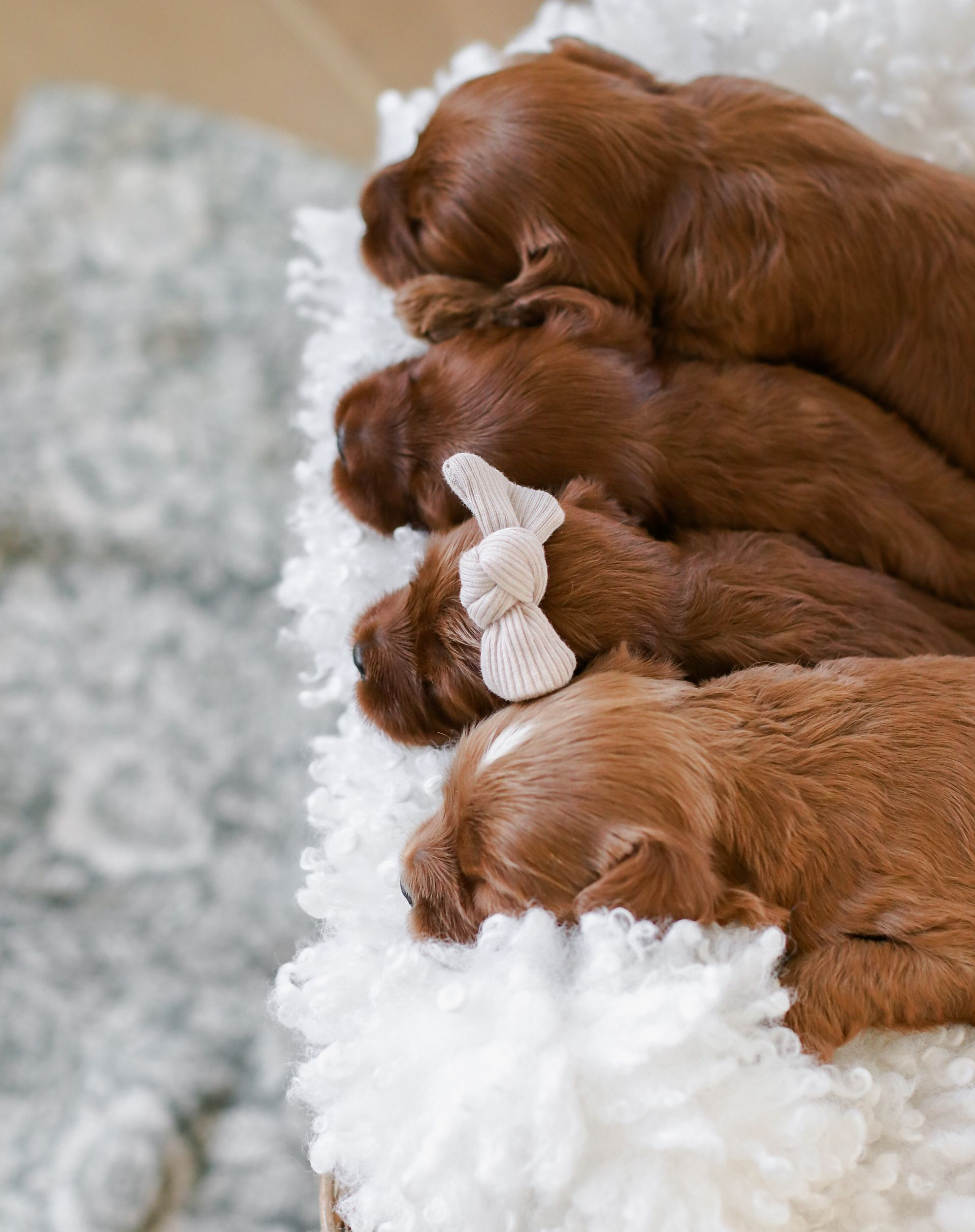 Cavapoo Puppies, Cavapoo Puppy, Cavadoodle, Doodle Puppy, Puppies for sale, Cavapoo breeder, Cavapoo breeder near me, Cavapoo, Puppy, Red cavapoo, Cute Puppy, Cavapoo Puppies for sale