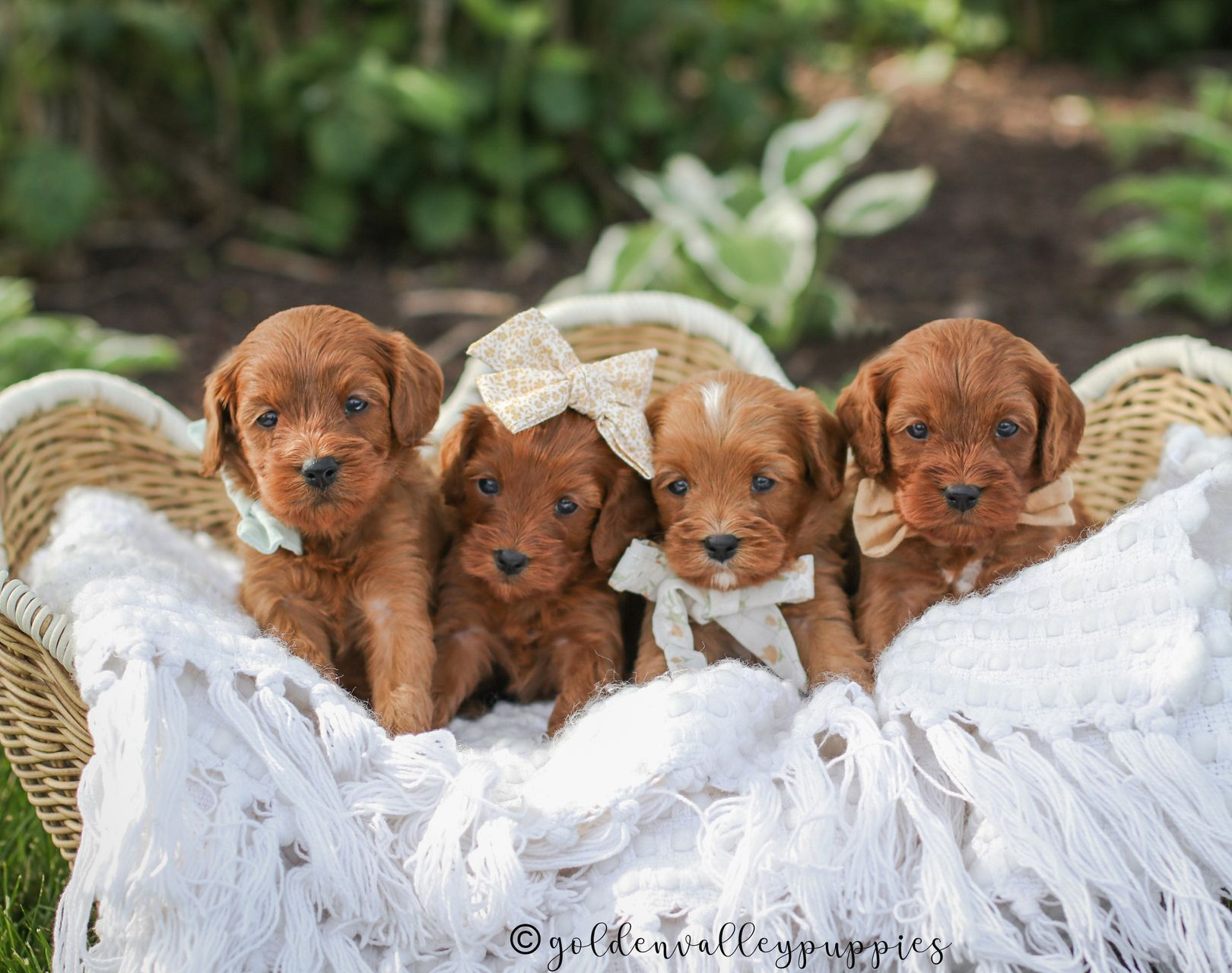 Golden Valley Cavapoo Puppy, cavapoo breeder