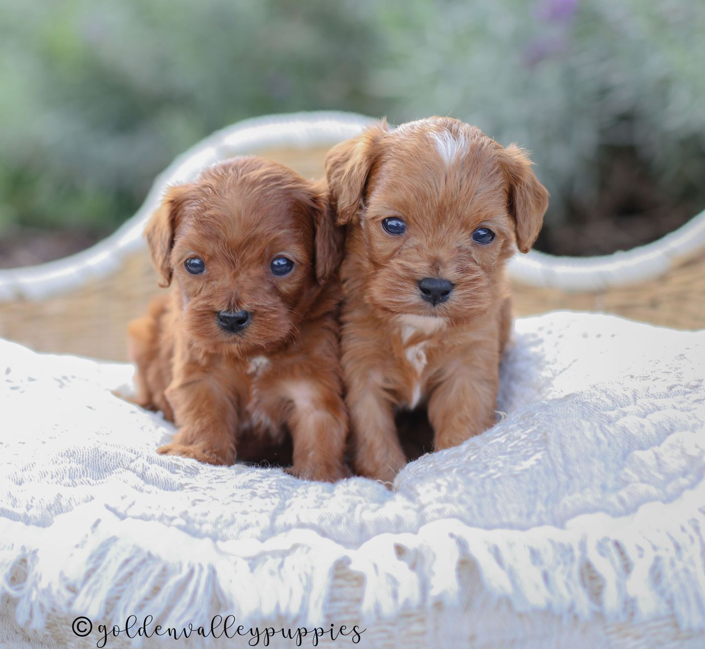 Cavapoo Breeder, cavapoo puppy, red cavapo puppy, puppies for sale