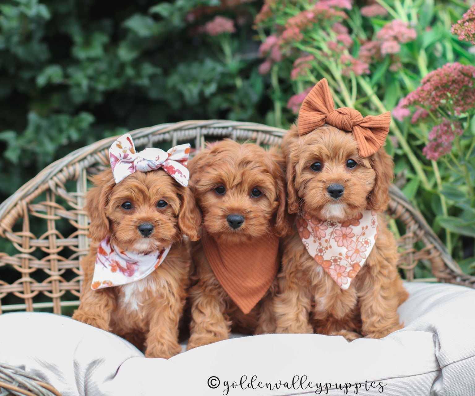Cavapoo Puppies for sale, Cavapoo Breeder, Cavalier king Charles spaniel