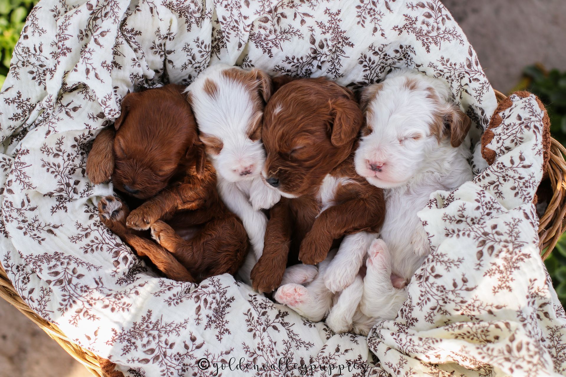 Cavapoo puppies for sale, Cavapoo for sale near me, Toy Cavapoo, Toy Cavapoo Puppies for sale, Available Cavapoo Puppy
