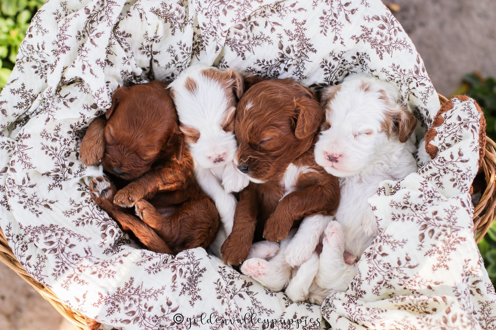 Cavapoo puppies for sale, Cavapoo for sale near me, Toy Cavapoo, Toy Cavapoo Puppies for sale, Available Cavapoo Puppy