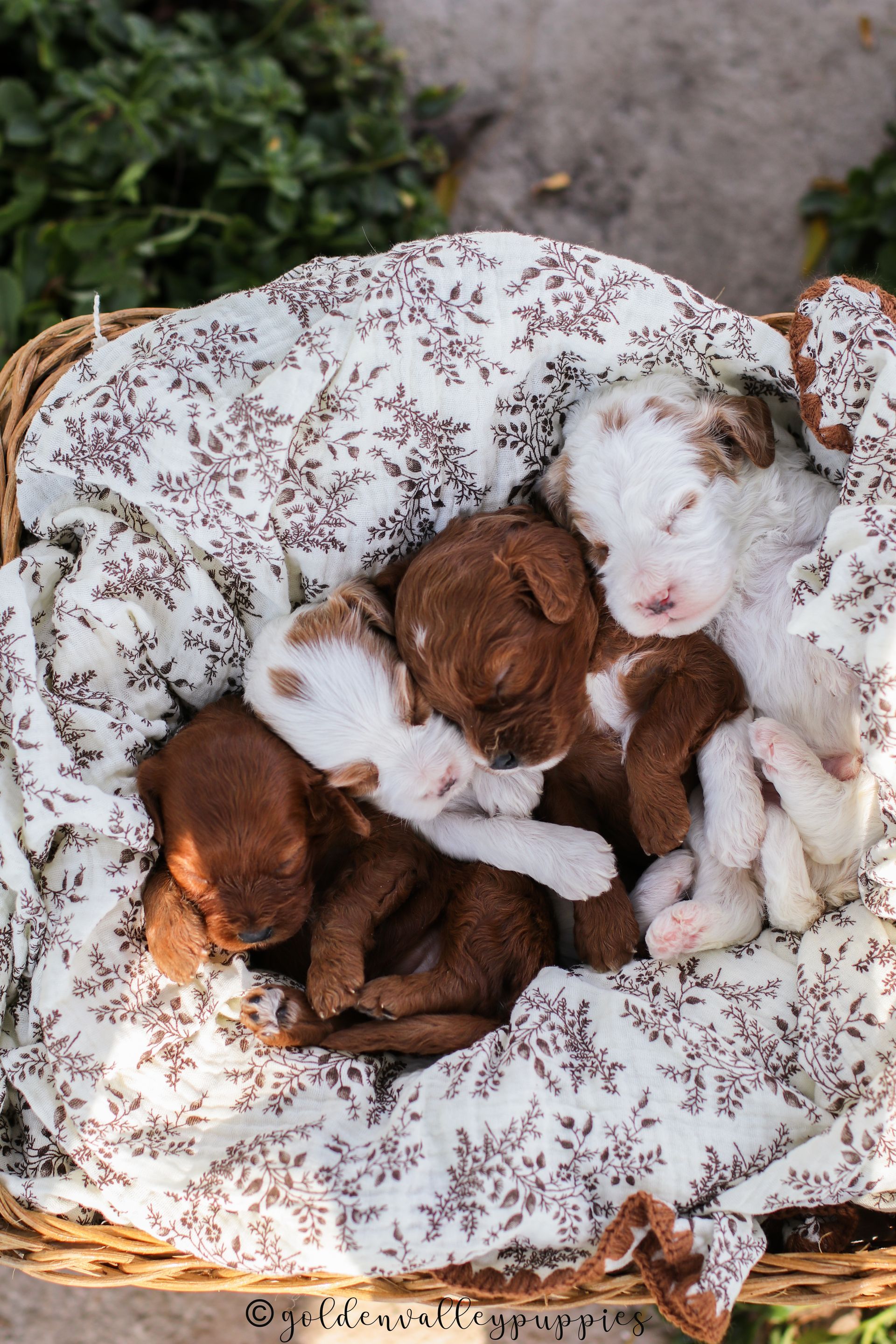 Available cavapoo puppy near me, Cavapoo breeder near me, Cavapoo Puppy for sale