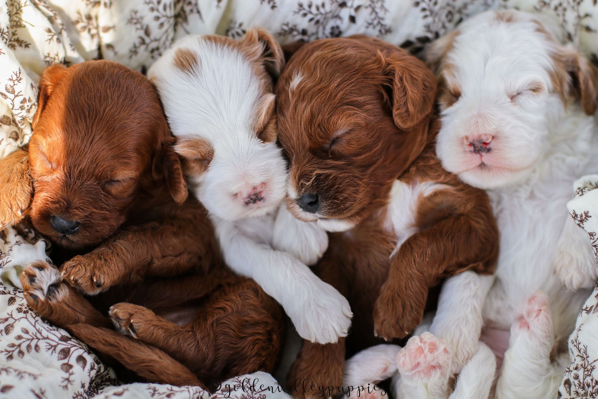 Cavapoo puppies for sale, Cavapoo for sale near me, Toy Cavapoo, Toy Cavapoo Puppies for sale, Available Cavapoo Puppy
