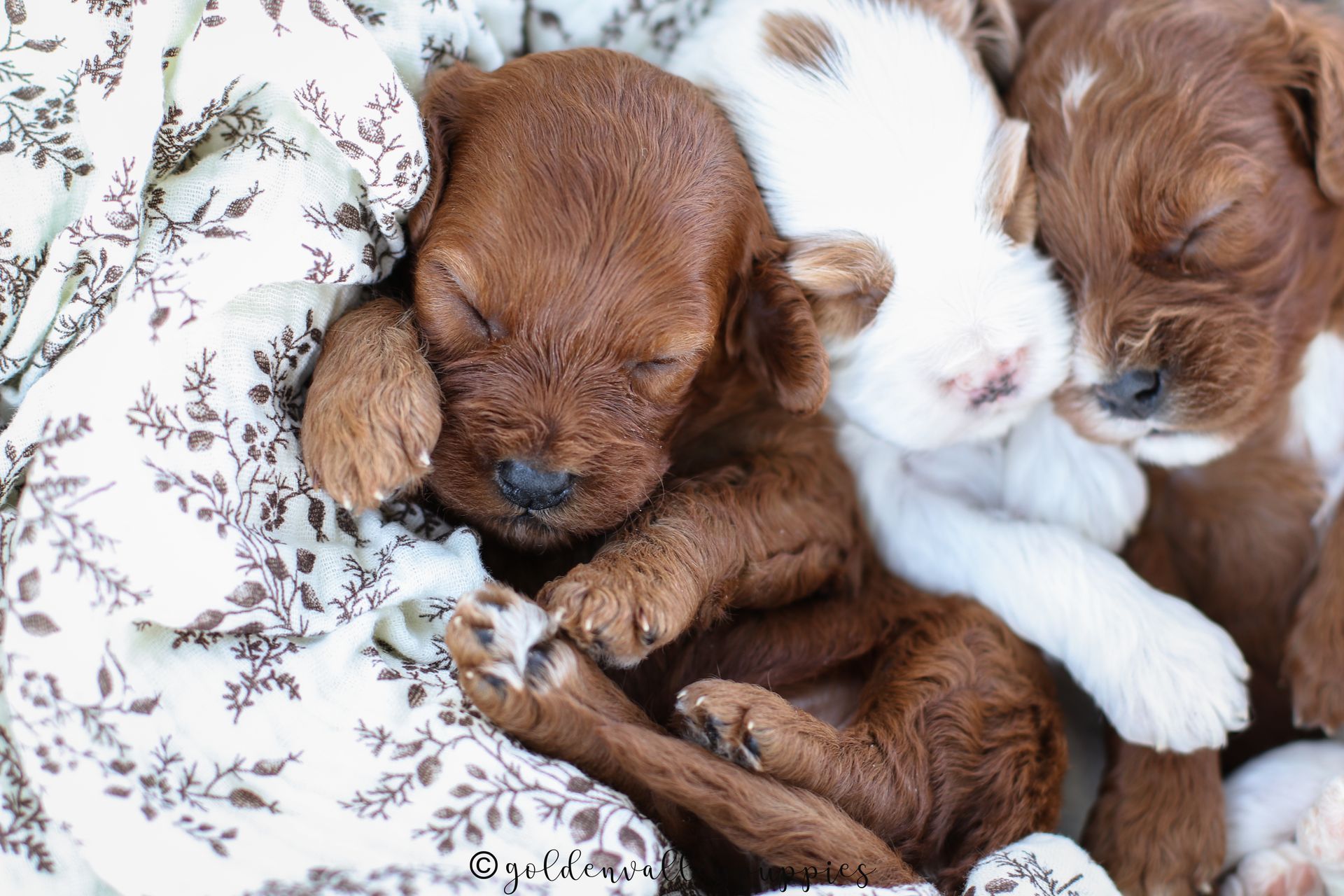 Cavapoo puppies for sale, Cavapoo for sale near me, Toy Cavapoo, Toy Cavapoo Puppies for sale, Available Cavapoo Puppy