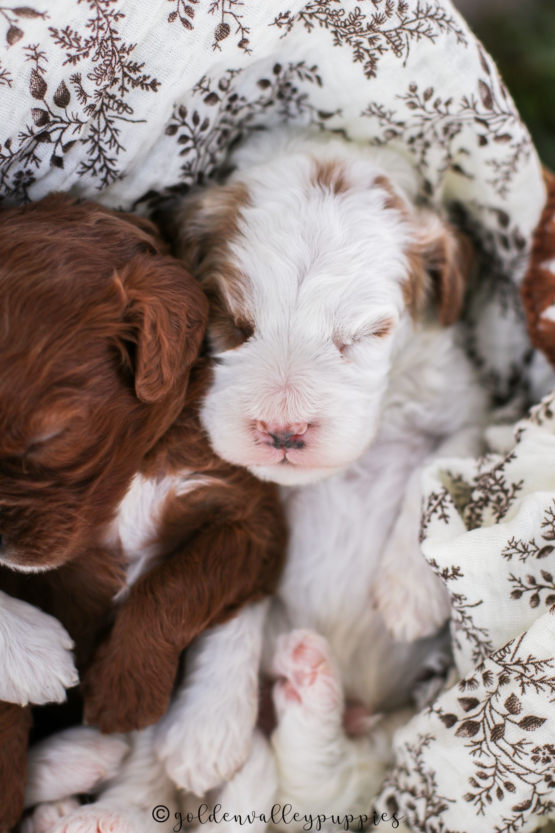 Cavapoo puppies for sale, Cavapoo for sale near me, Toy Cavapoo, Toy Cavapoo Puppies for sale, Available Cavapoo Puppy