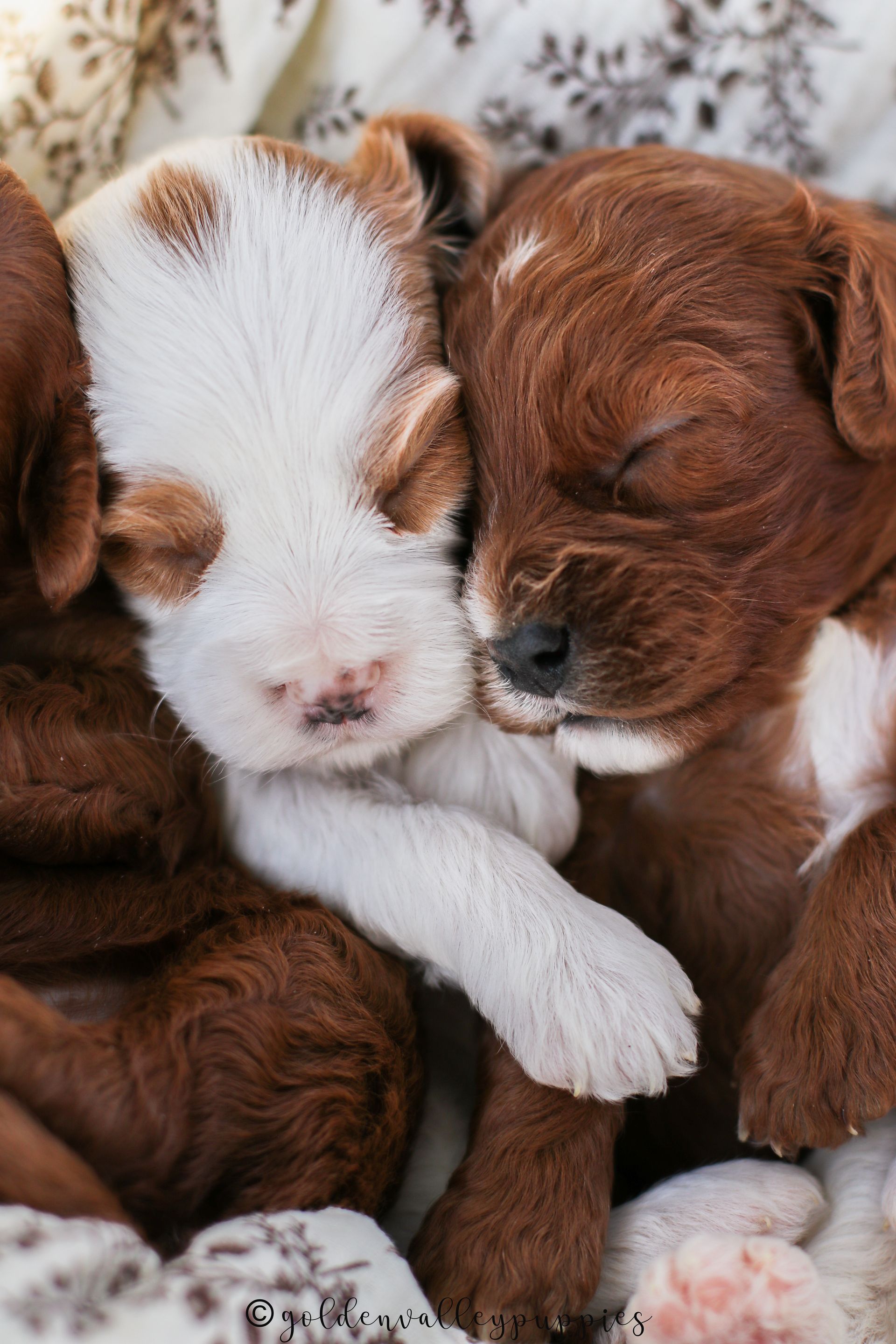 Cavapoo puppies for sale, Cavapoo for sale near me, Toy Cavapoo, Toy Cavapoo Puppies for sale, Available Cavapoo Puppy